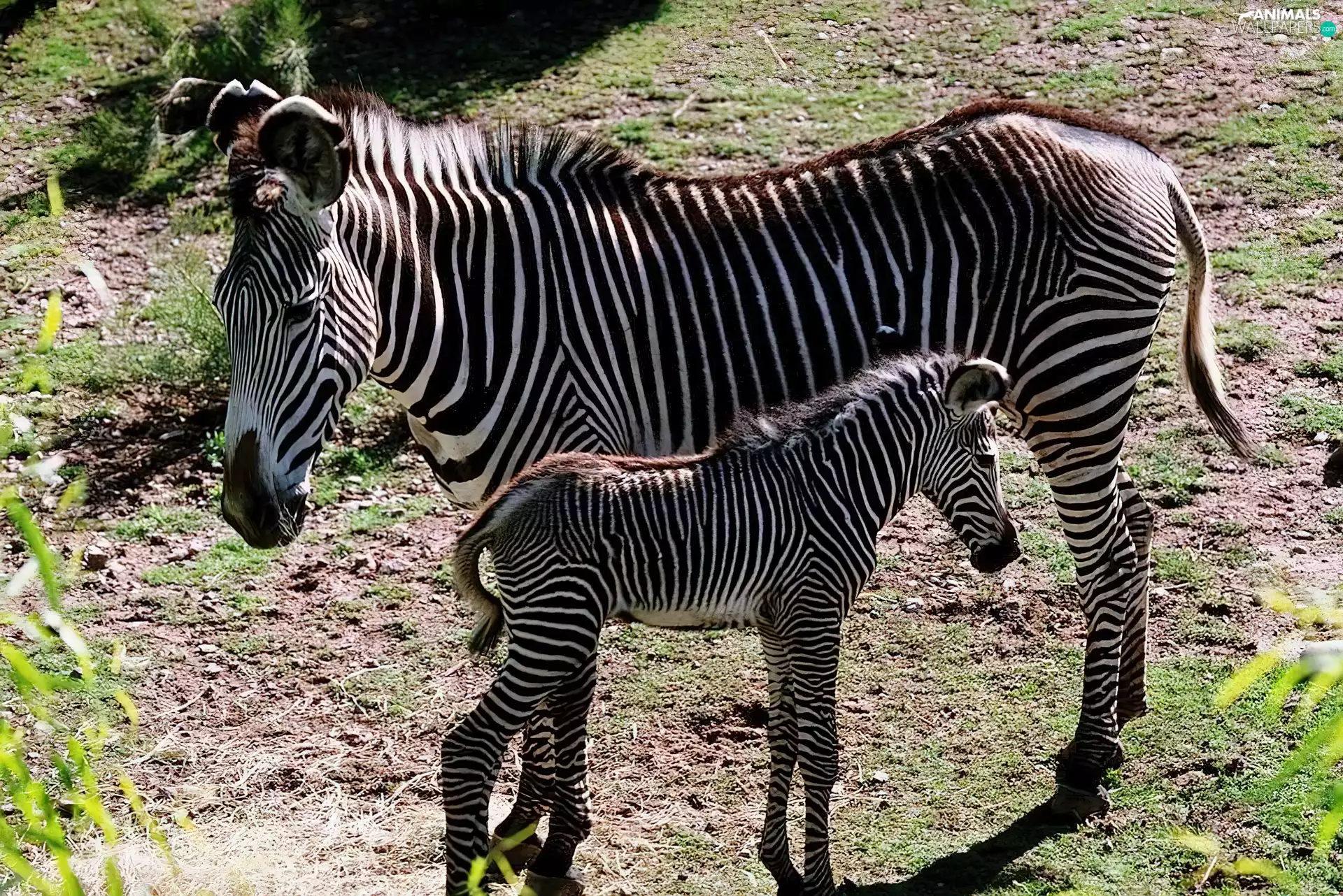 Colt, zebra, mother