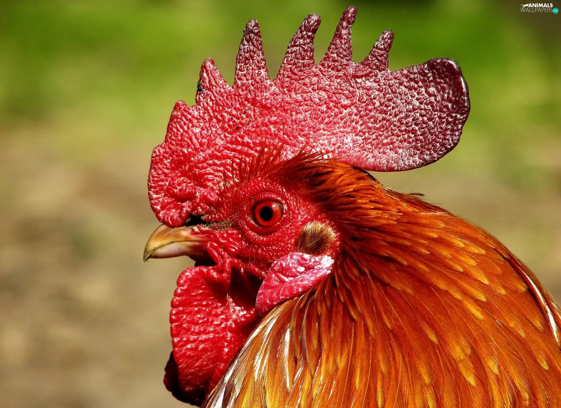 comb, Head, cock