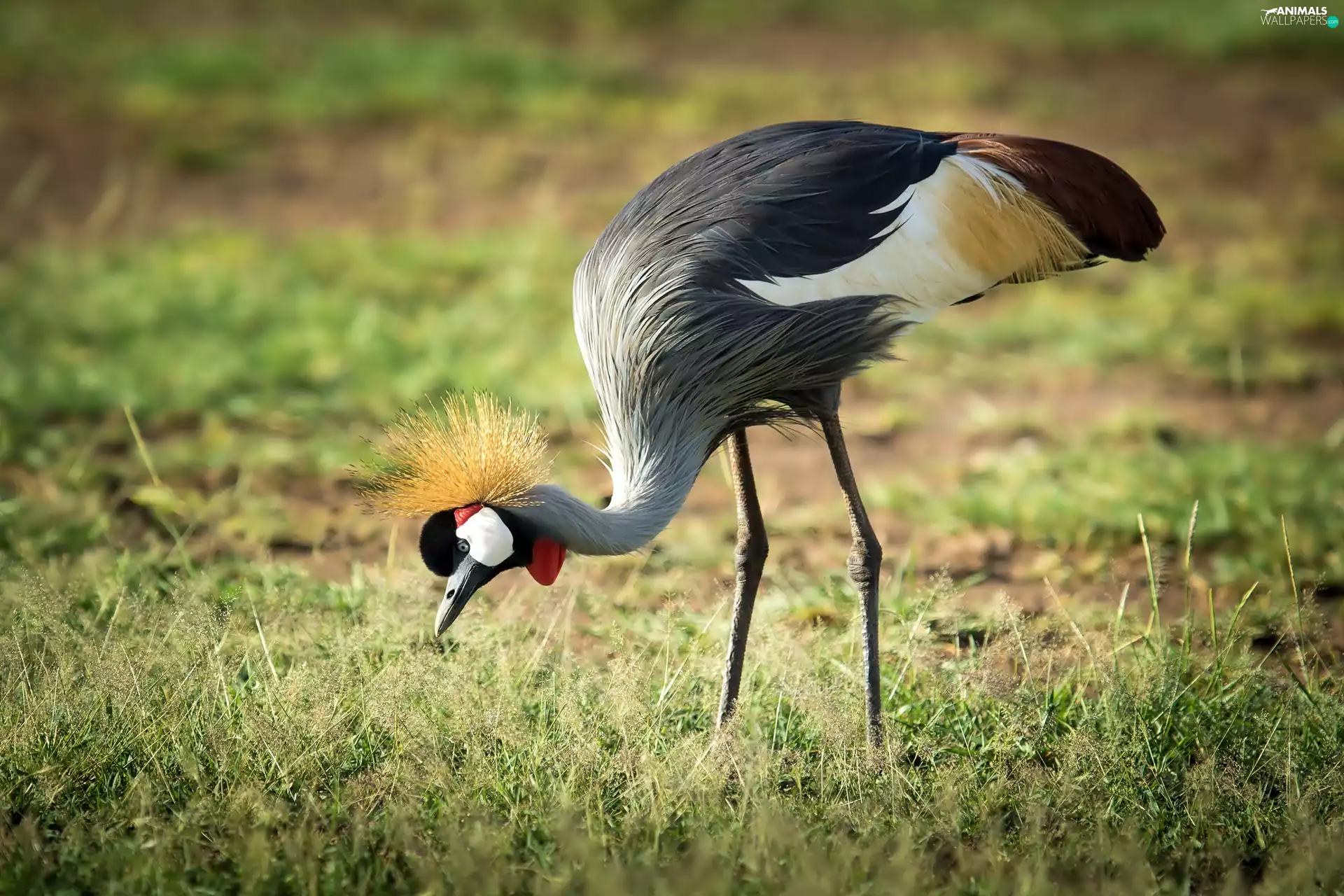 legs, comb, crane, Longs, Bird