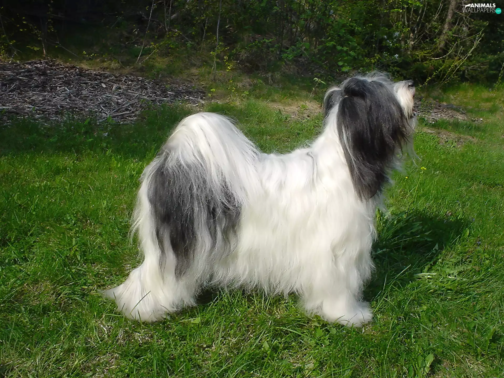 combed, Terier Tybetański