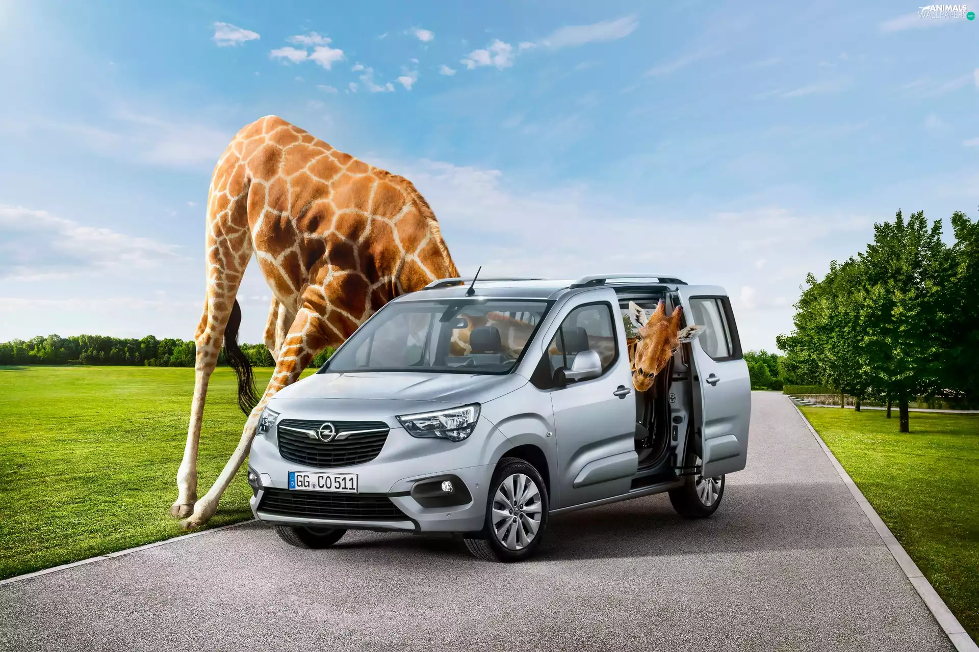 Opel Combo, giraffe, Funny, 2018