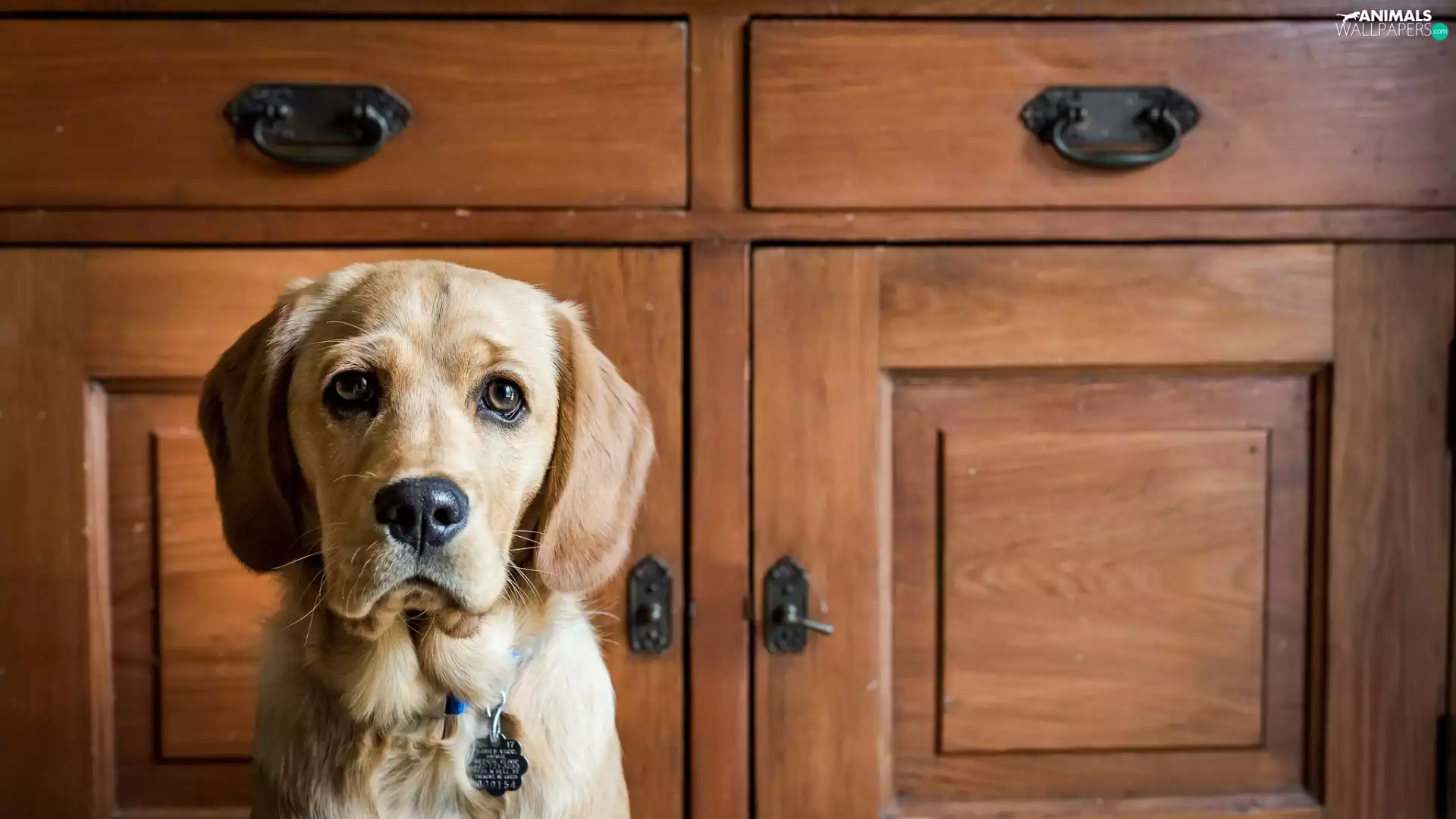 Puppy, dog, Cockerdor, commode, Spanador, sad