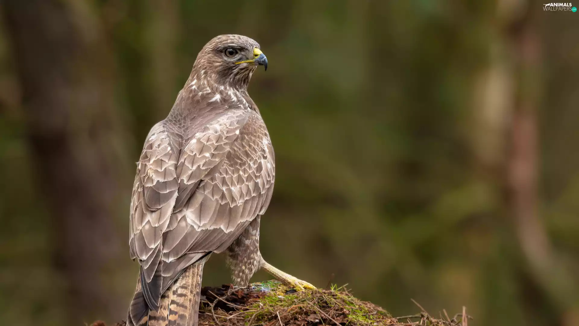 Common Buzzard, Bird