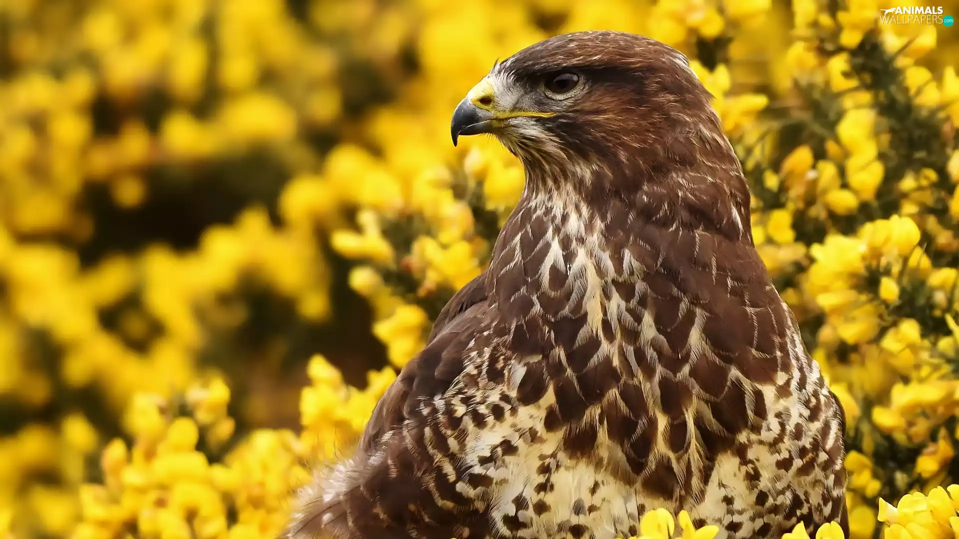 Common Buzzard