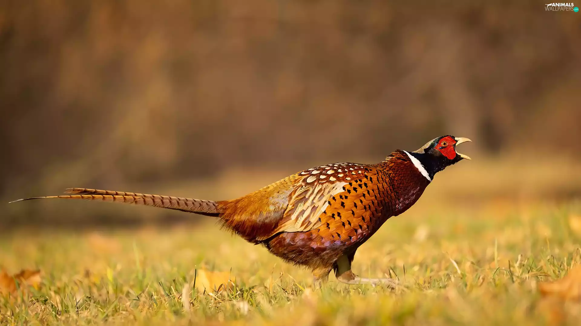 Common Pheasant, grass
