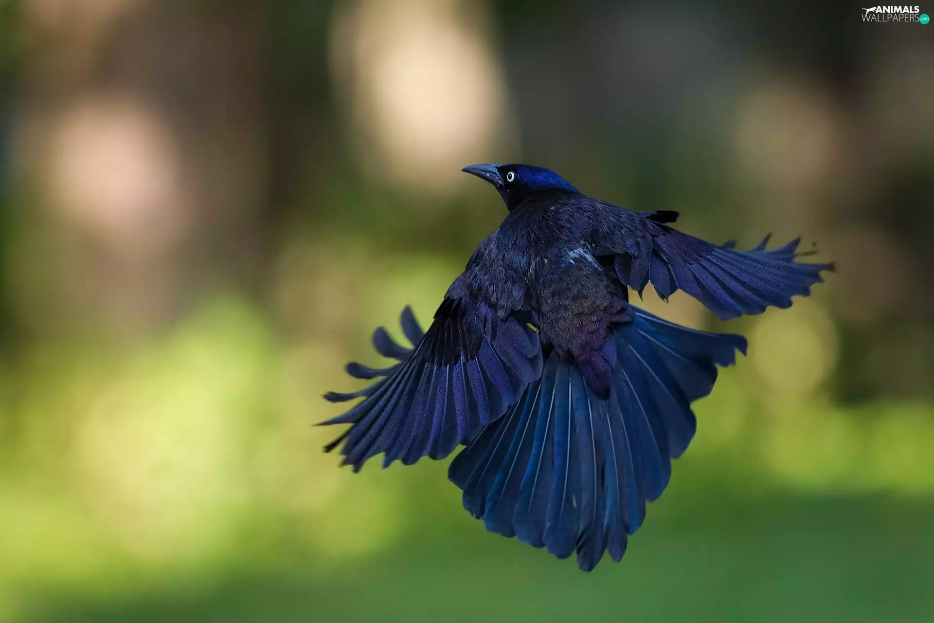 Common Grackle, Mexican