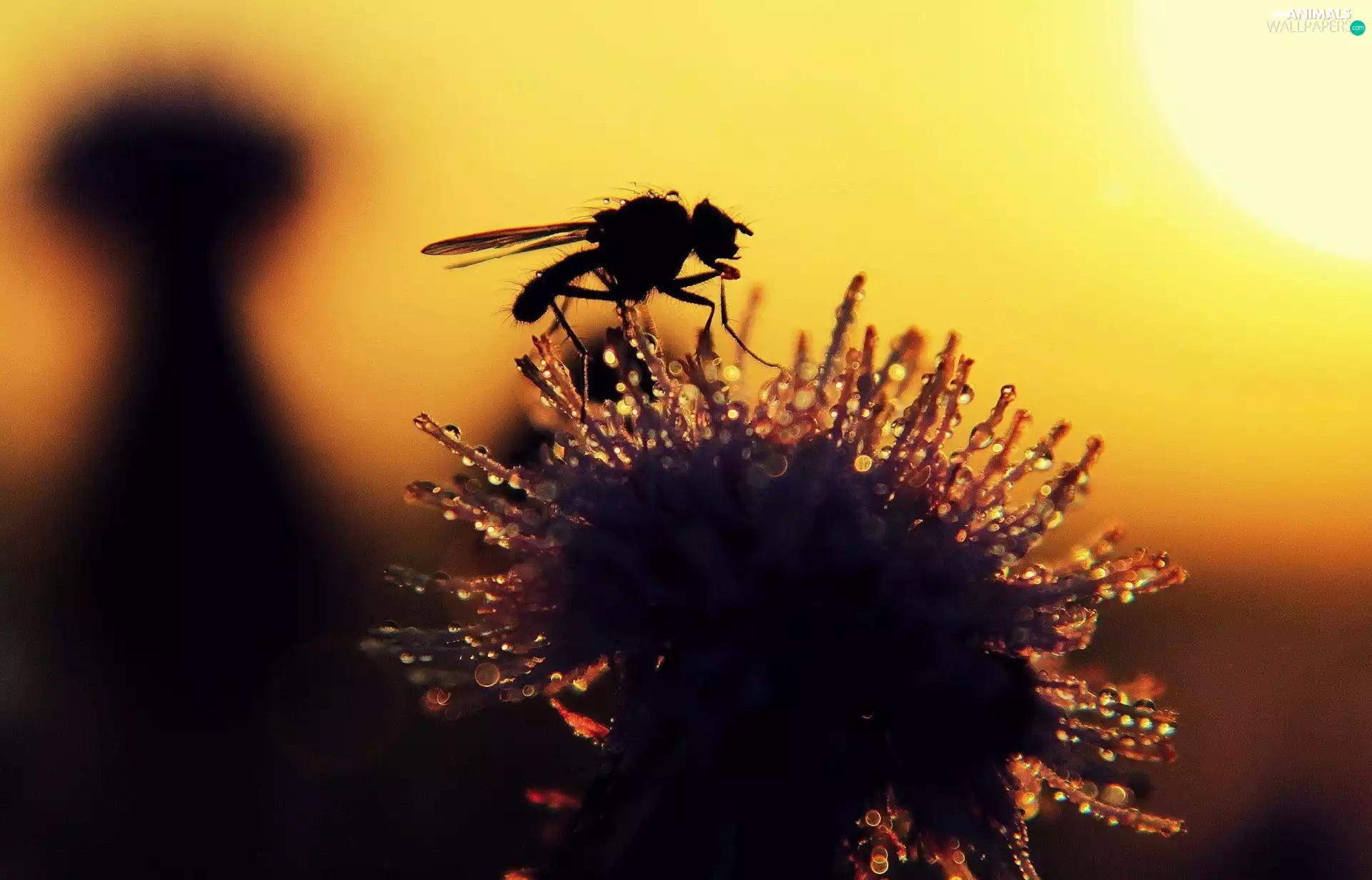 common, fly, puffball