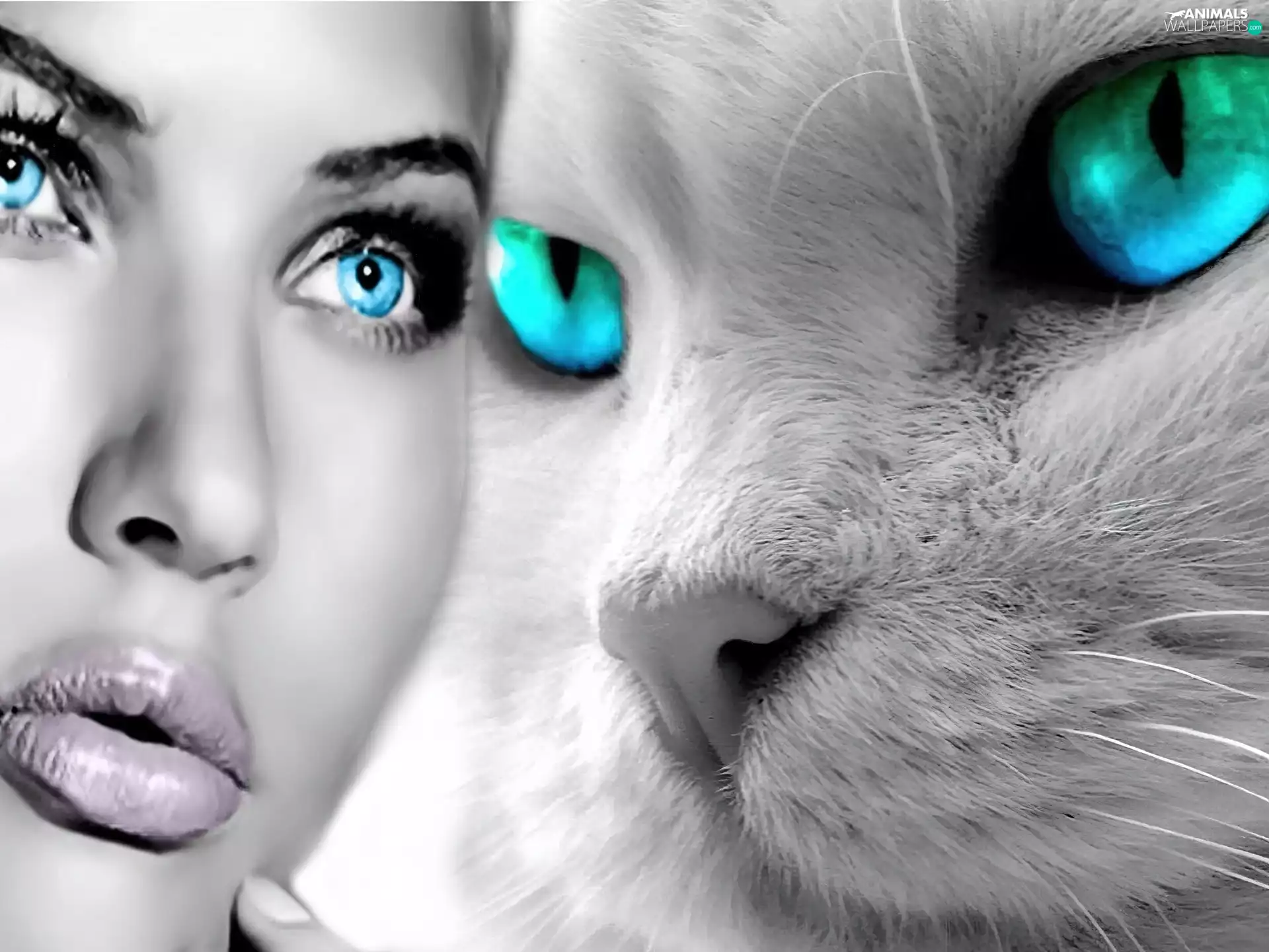 comparison, Women, cat