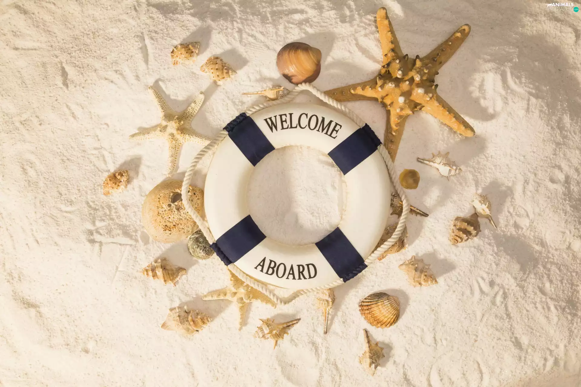 rescue, Sand, Shells, composition, starfish, circle