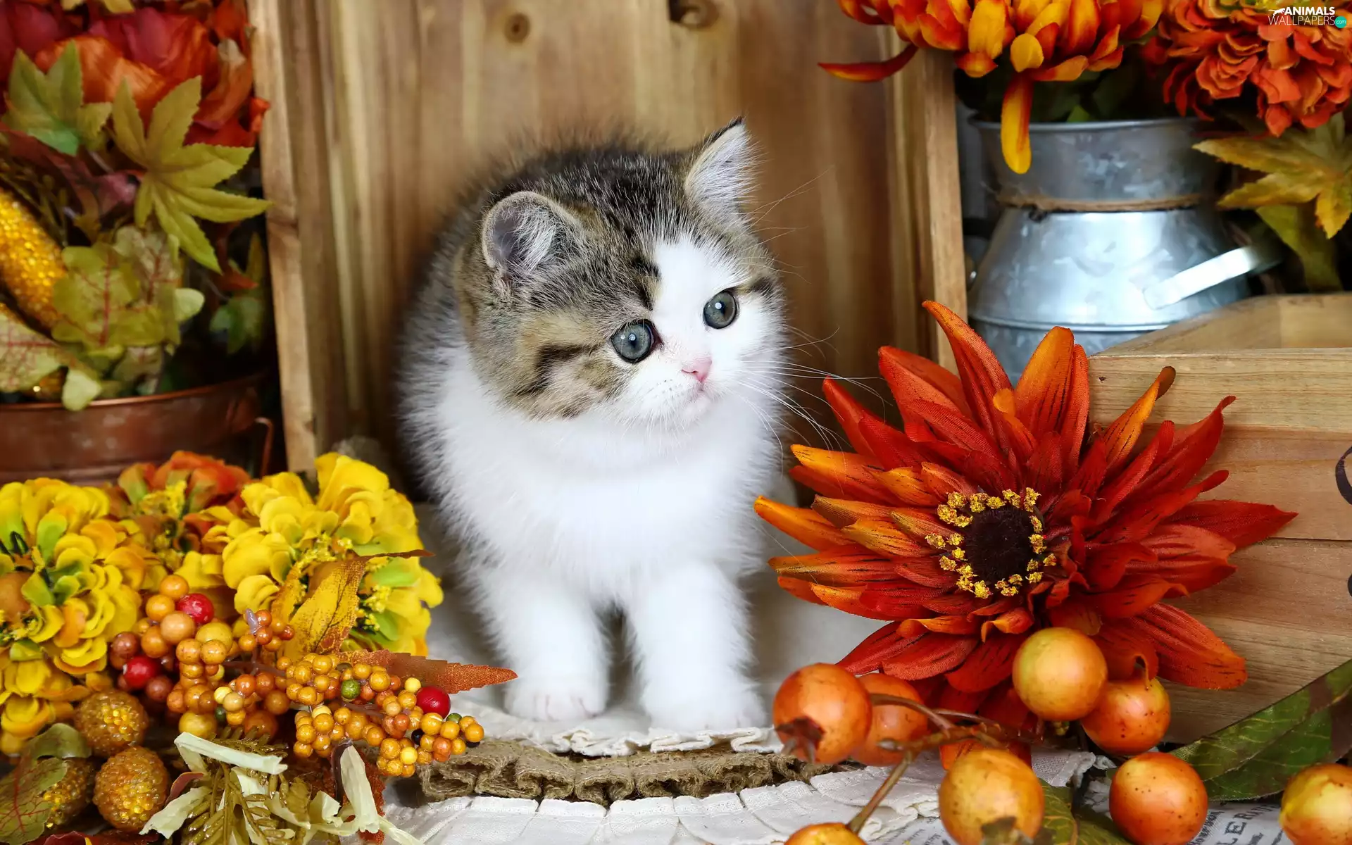 composition, kitten, Flowers
