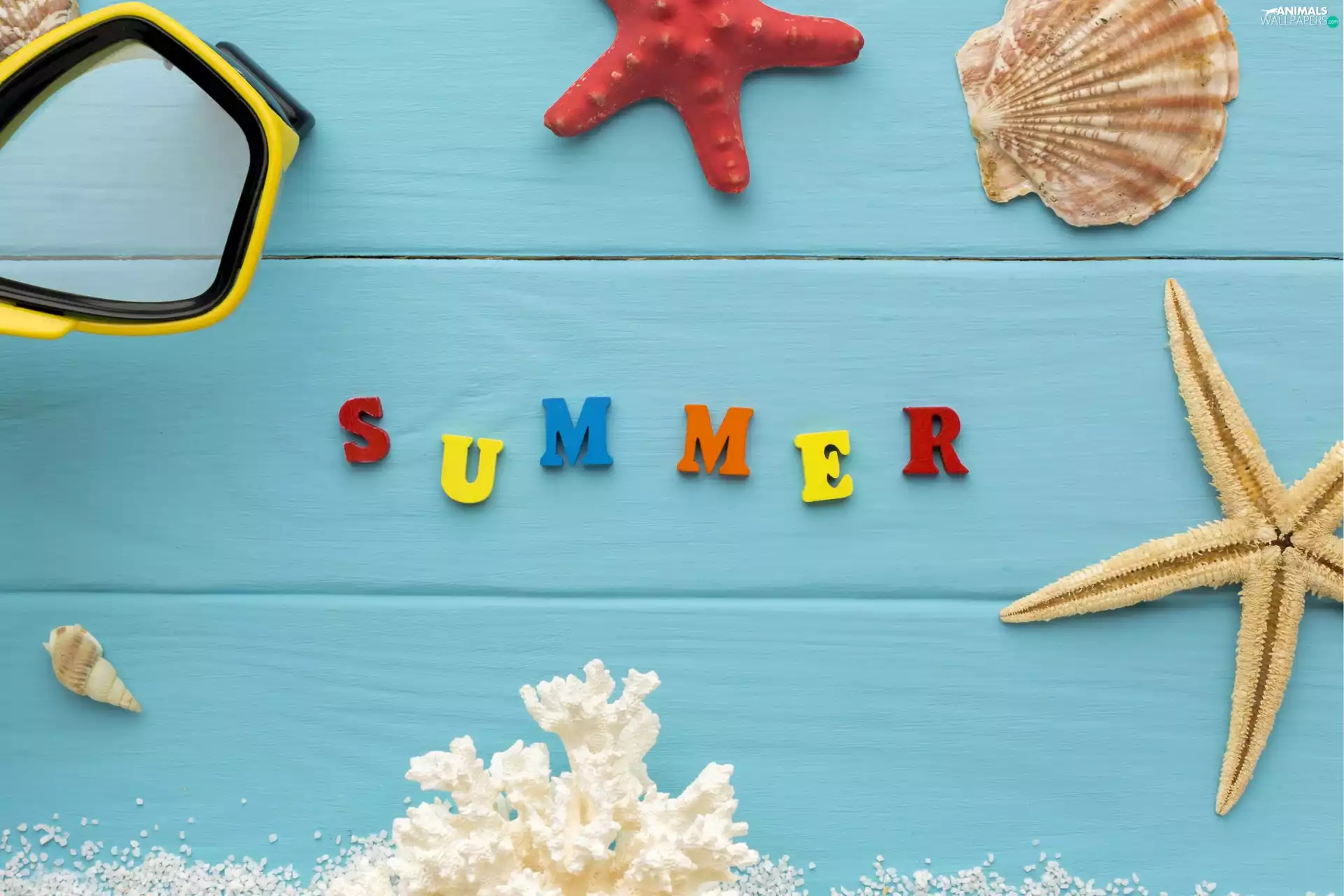 text, starfish, coral, composition, summer, Shells