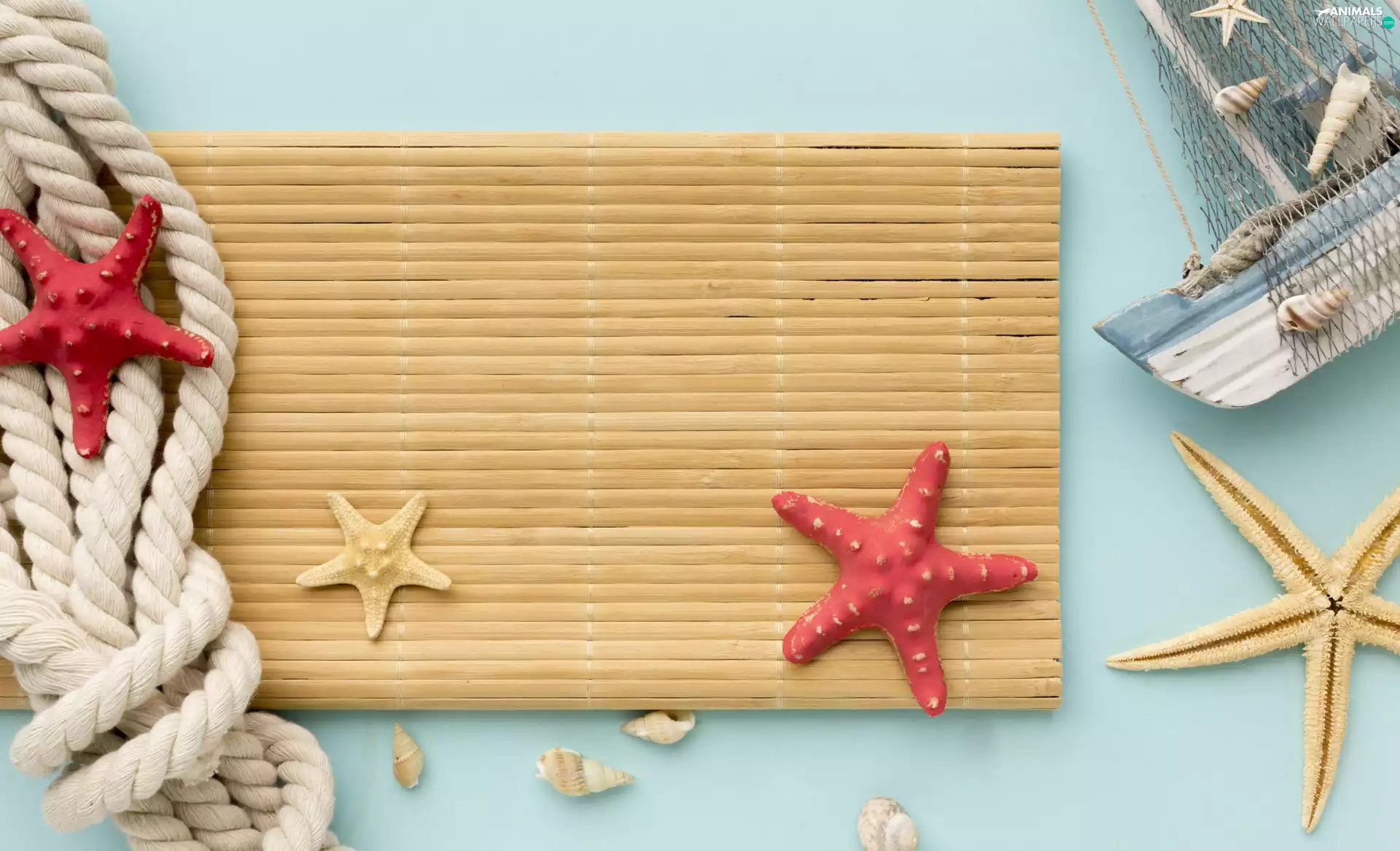 Shells, line, Ship, composition, mat, starfish