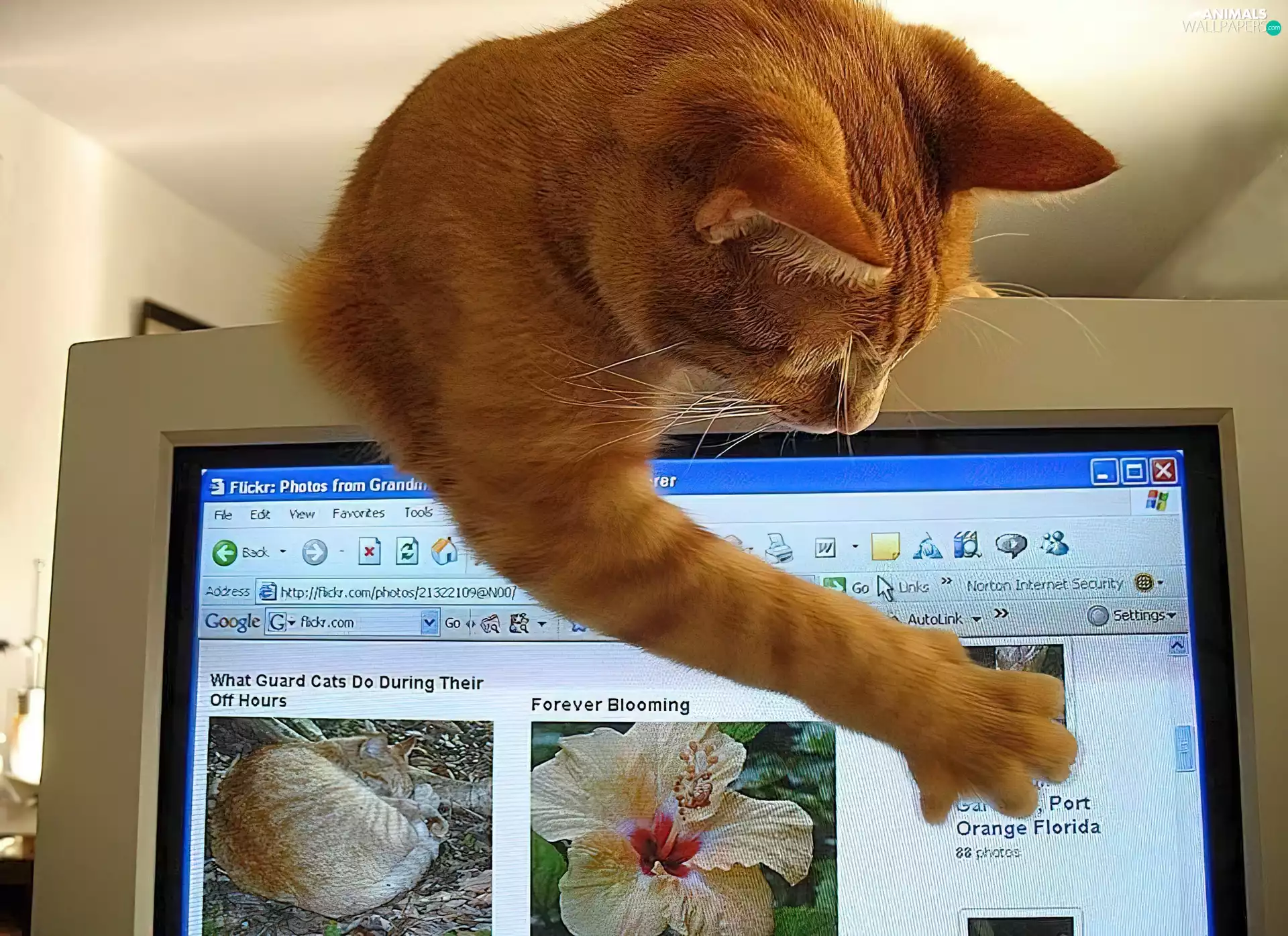 computer, cat, at