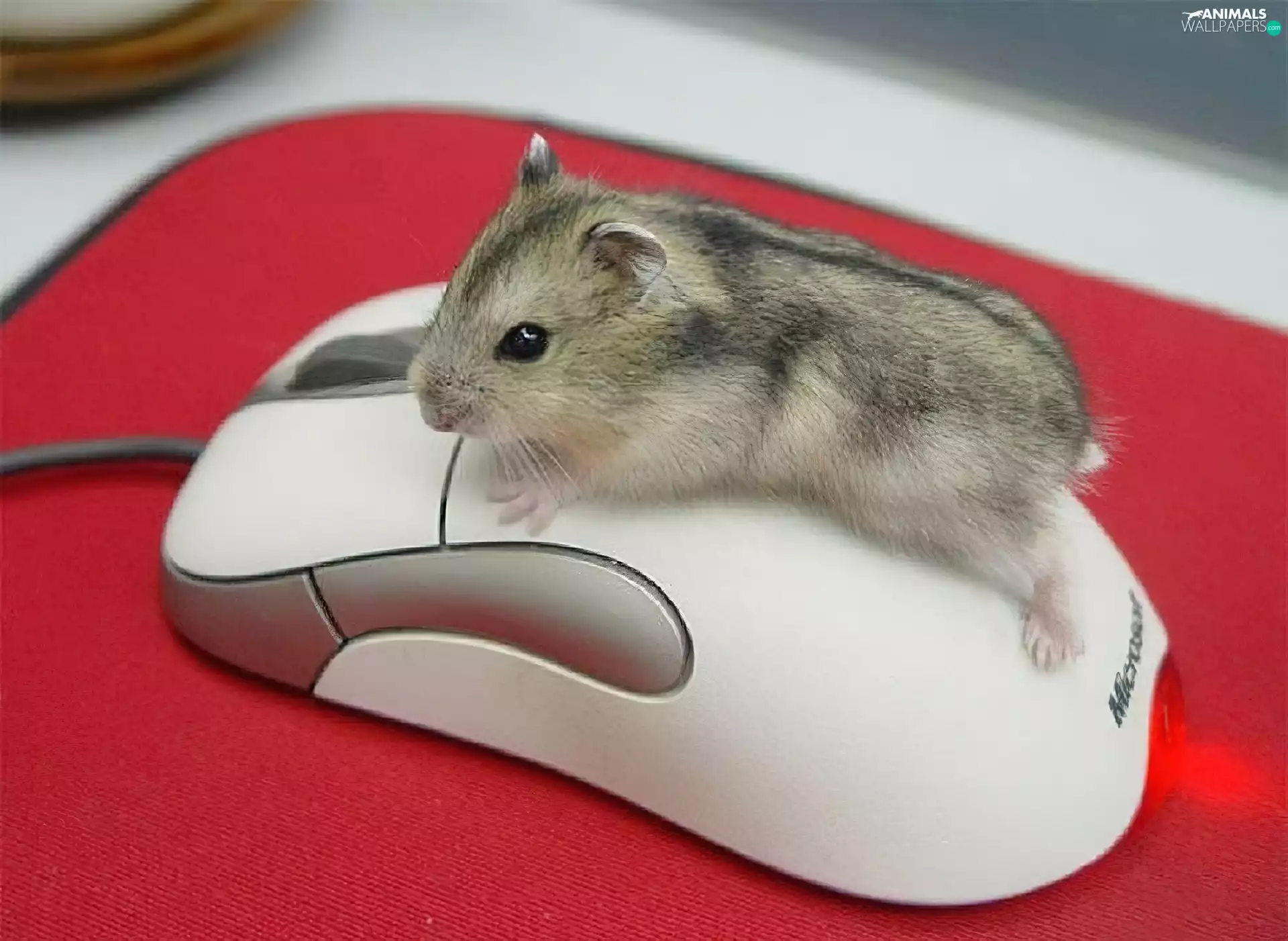 Computer, hamster, mouse