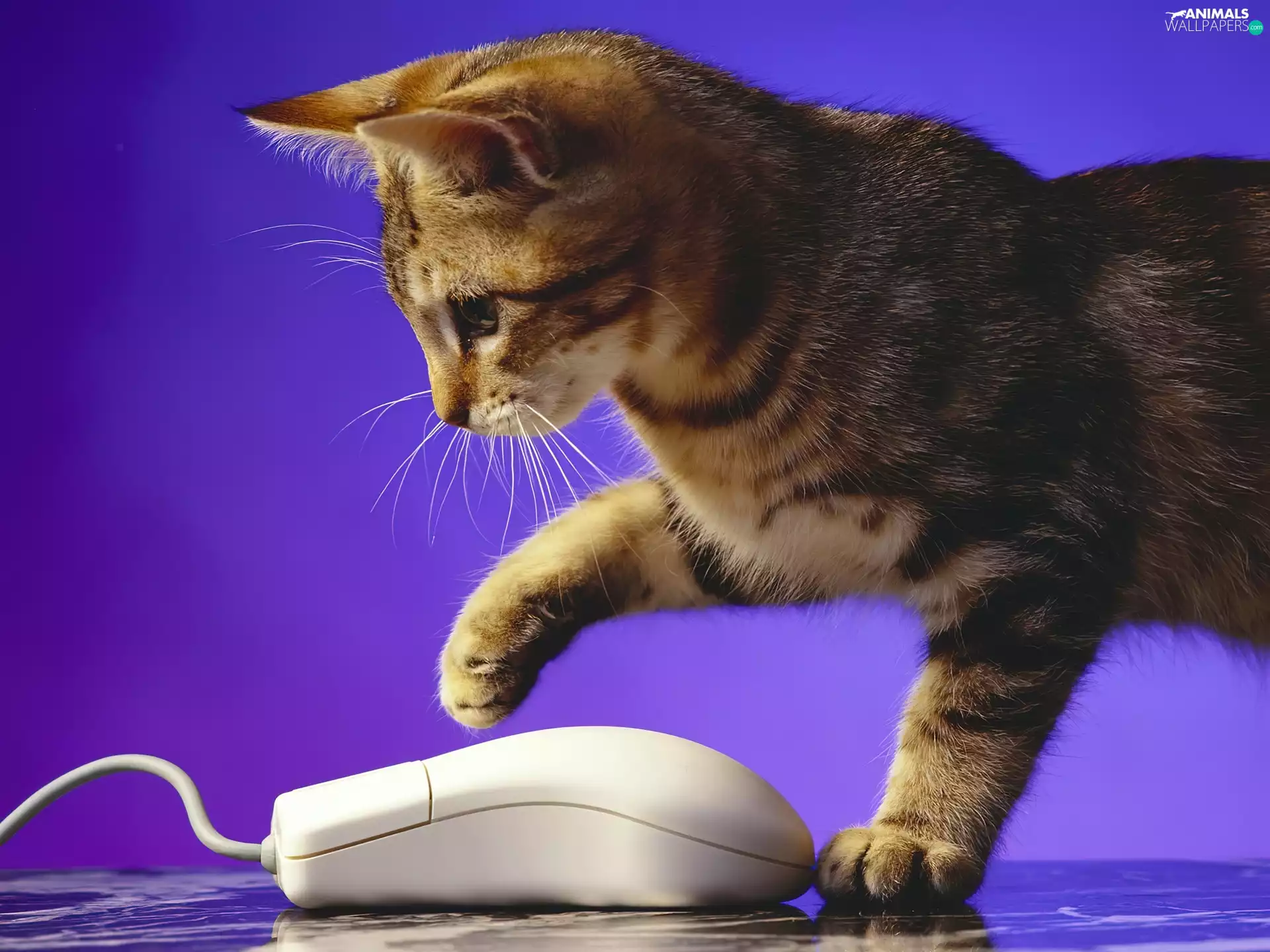 Computer, kitten, mouse