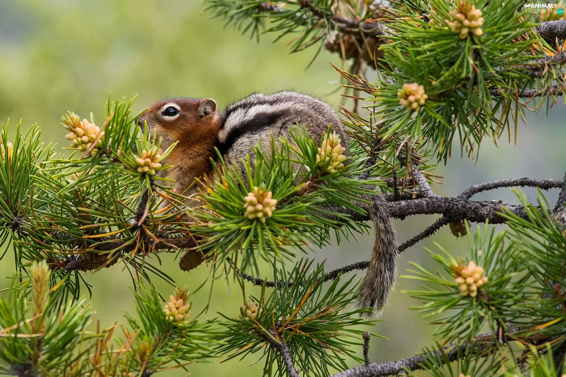 cones, Chipmunk, branch