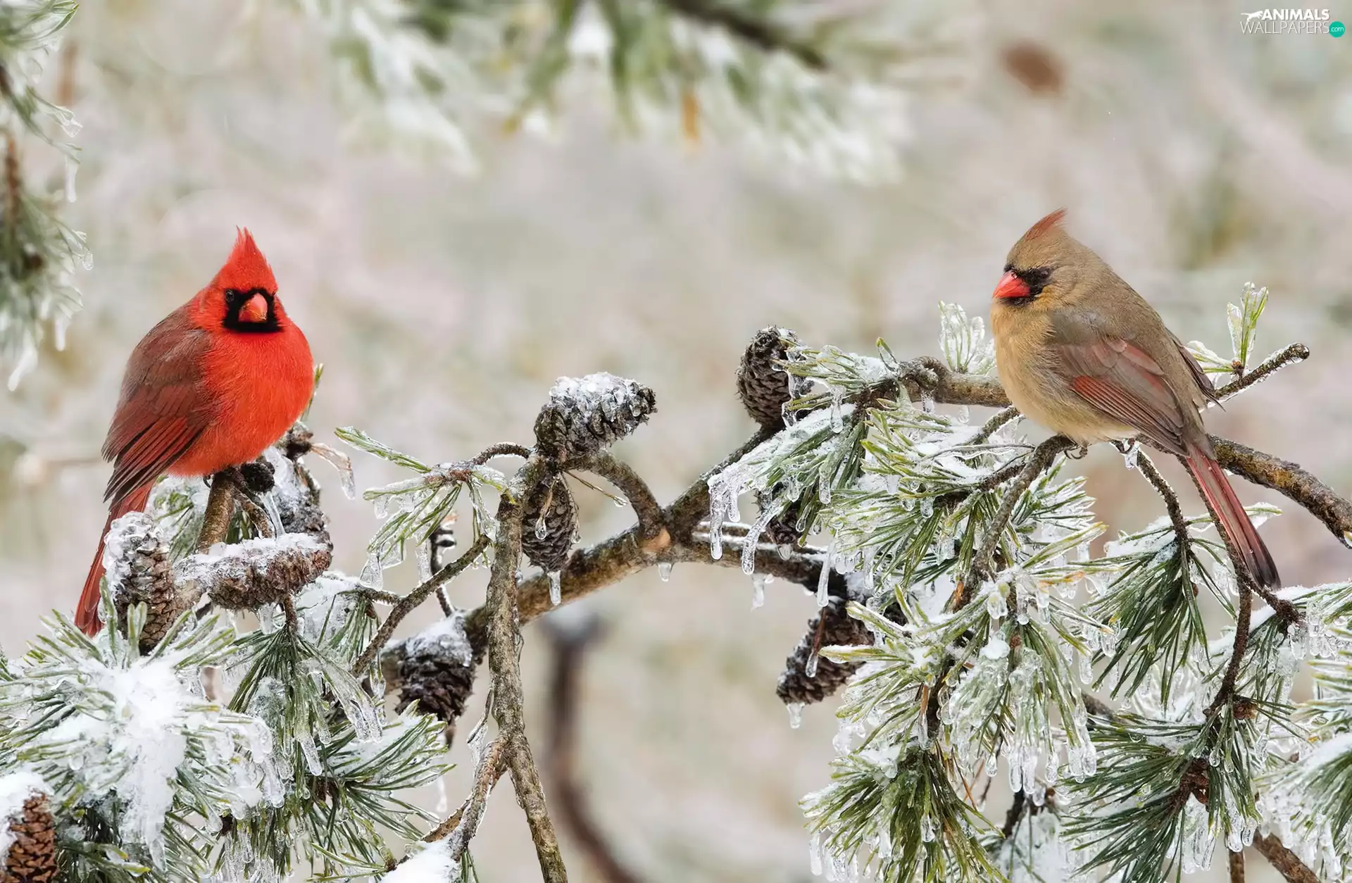 Twigs, cones, Cardinals, winter, birds