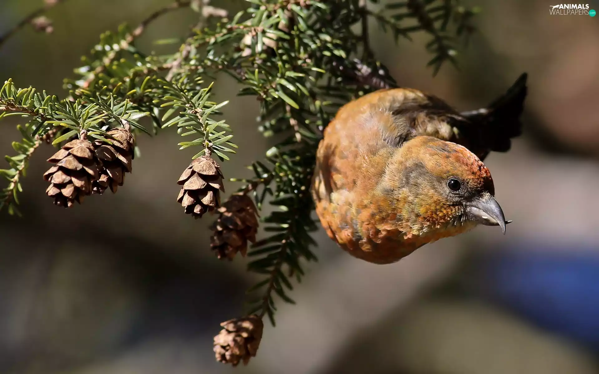cones, Bird, crossbill