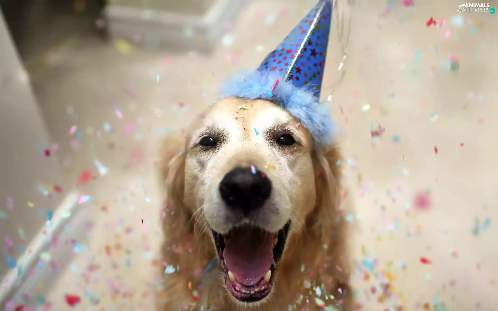 Bonnet, confetti, retriever, Carnival, golden