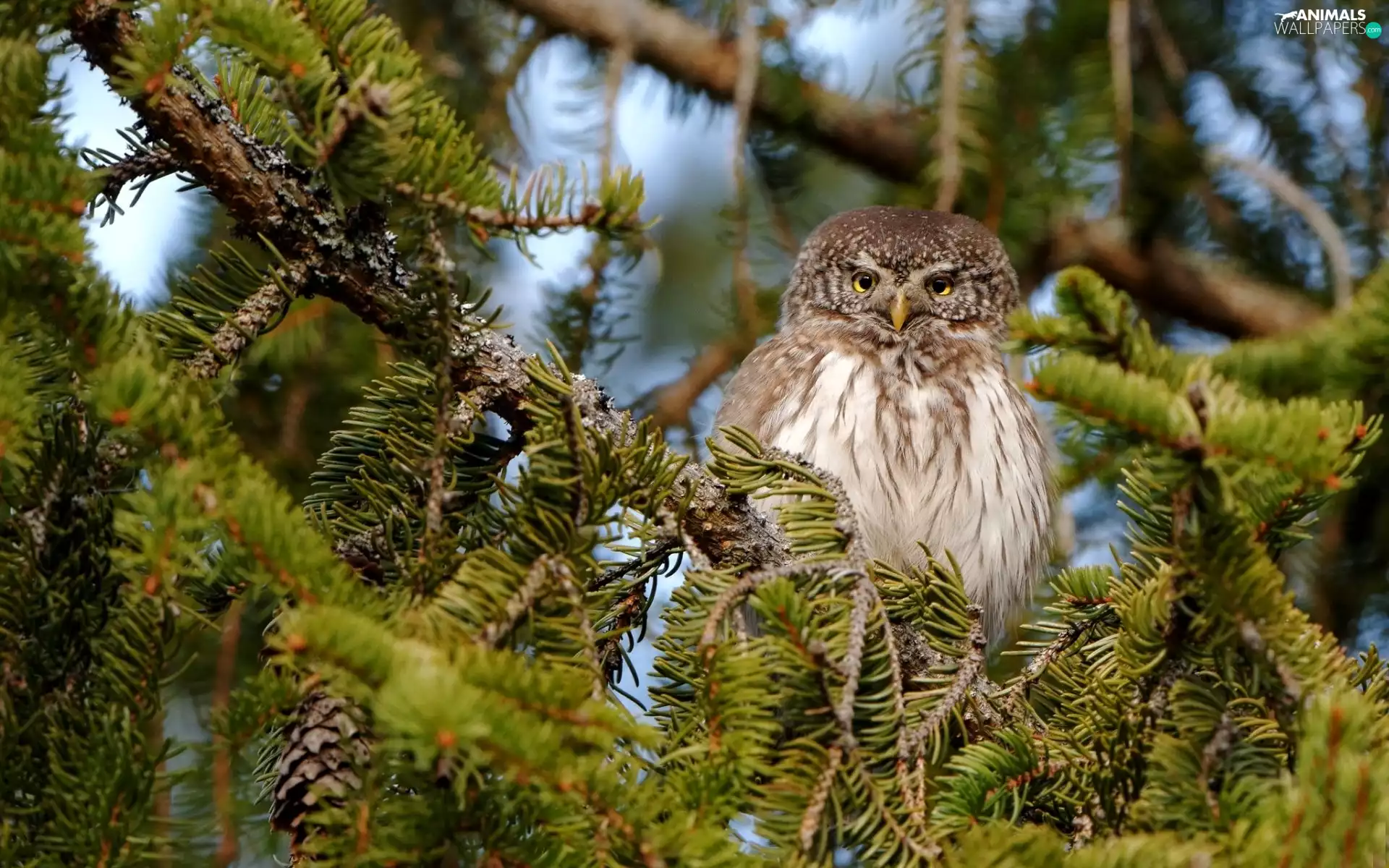 conifer, owl, trees