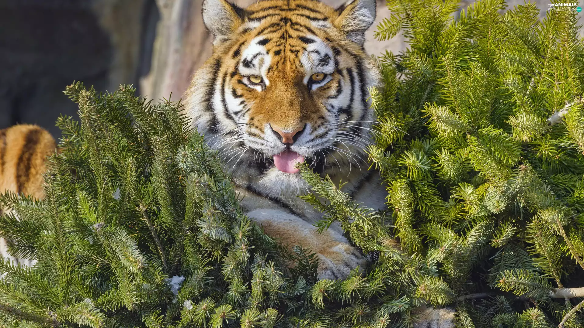 conifer, tiger, trees