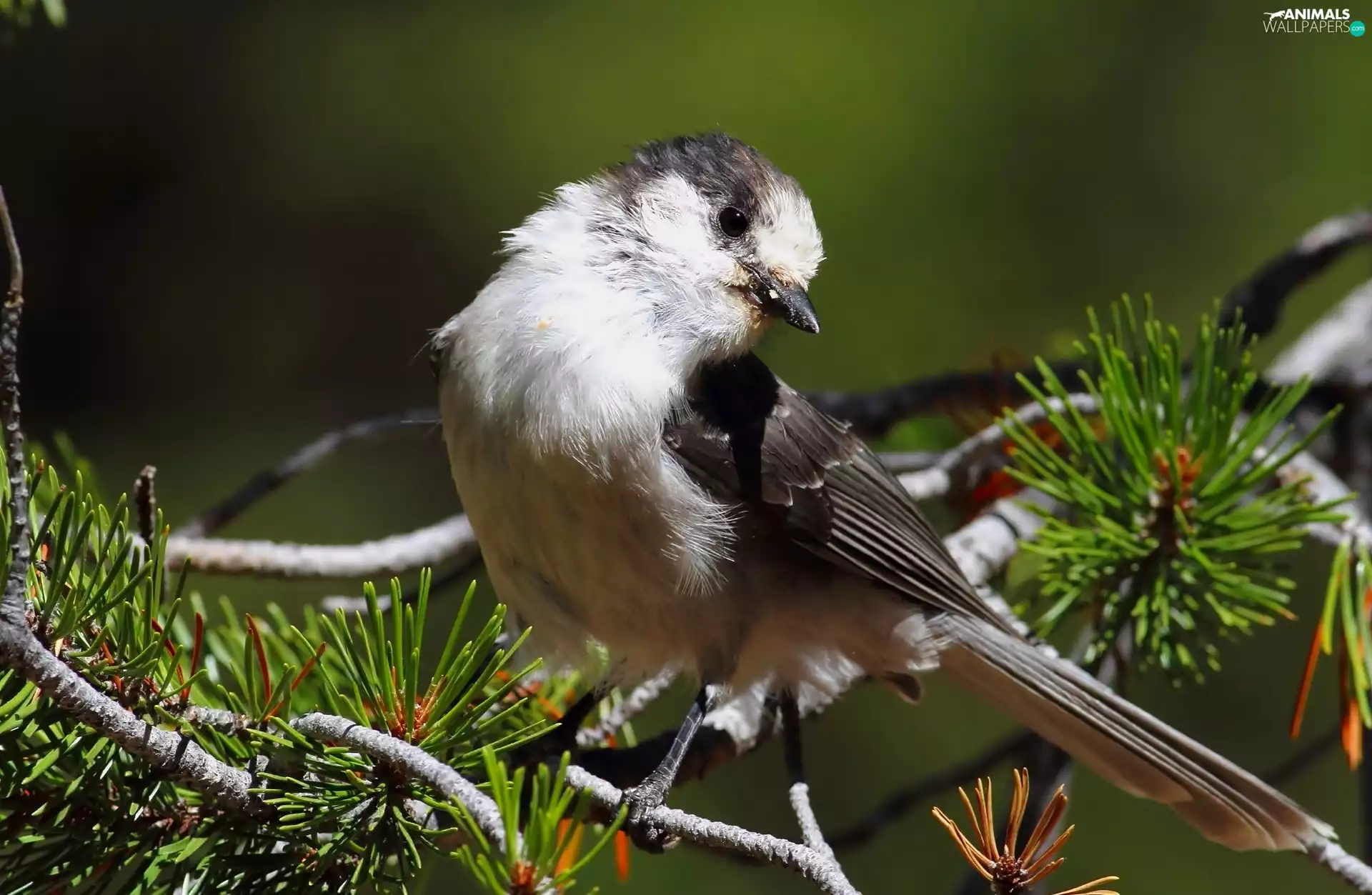 conifer, Bird, twig