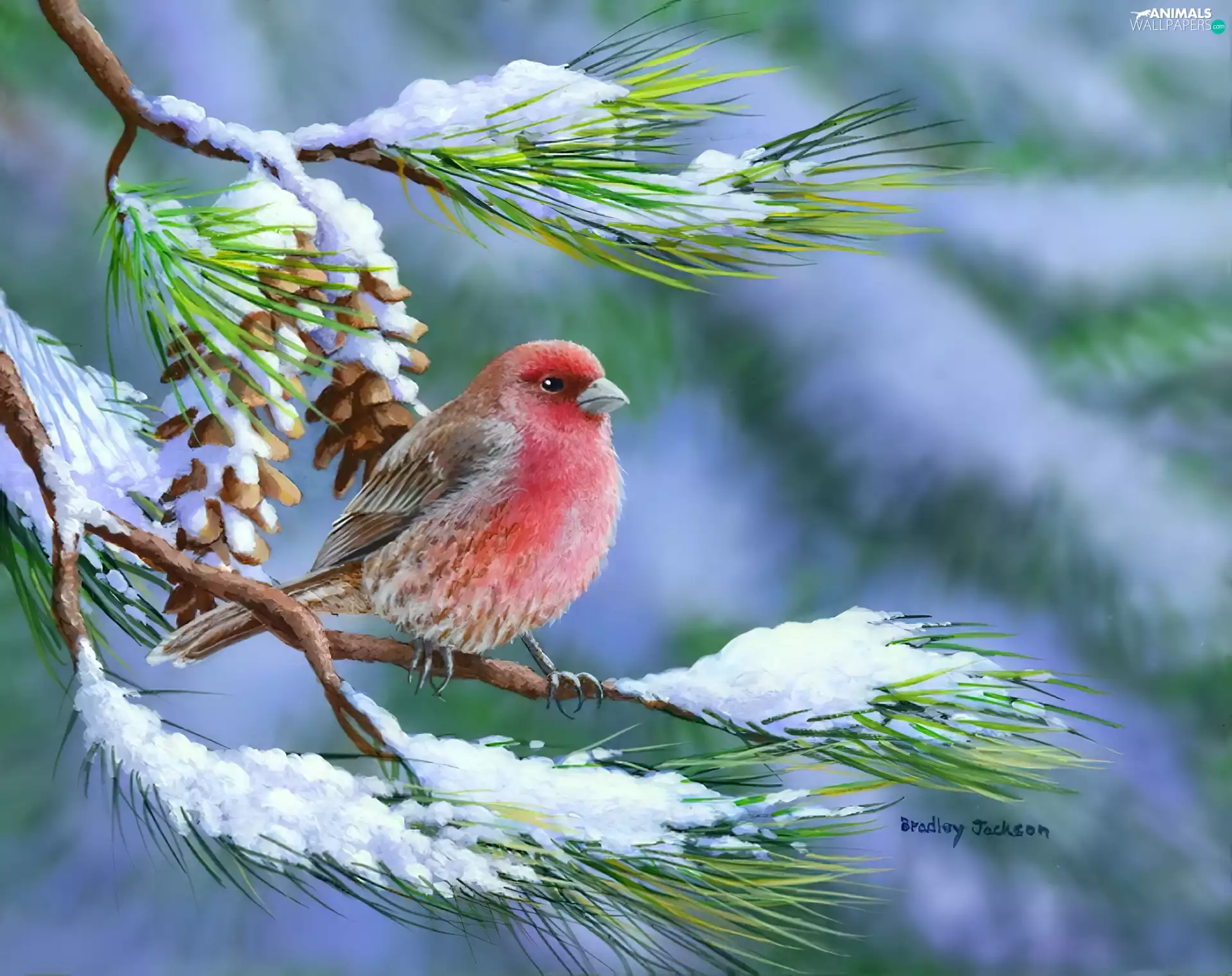 A snow-covered, conifer, Bird, twig