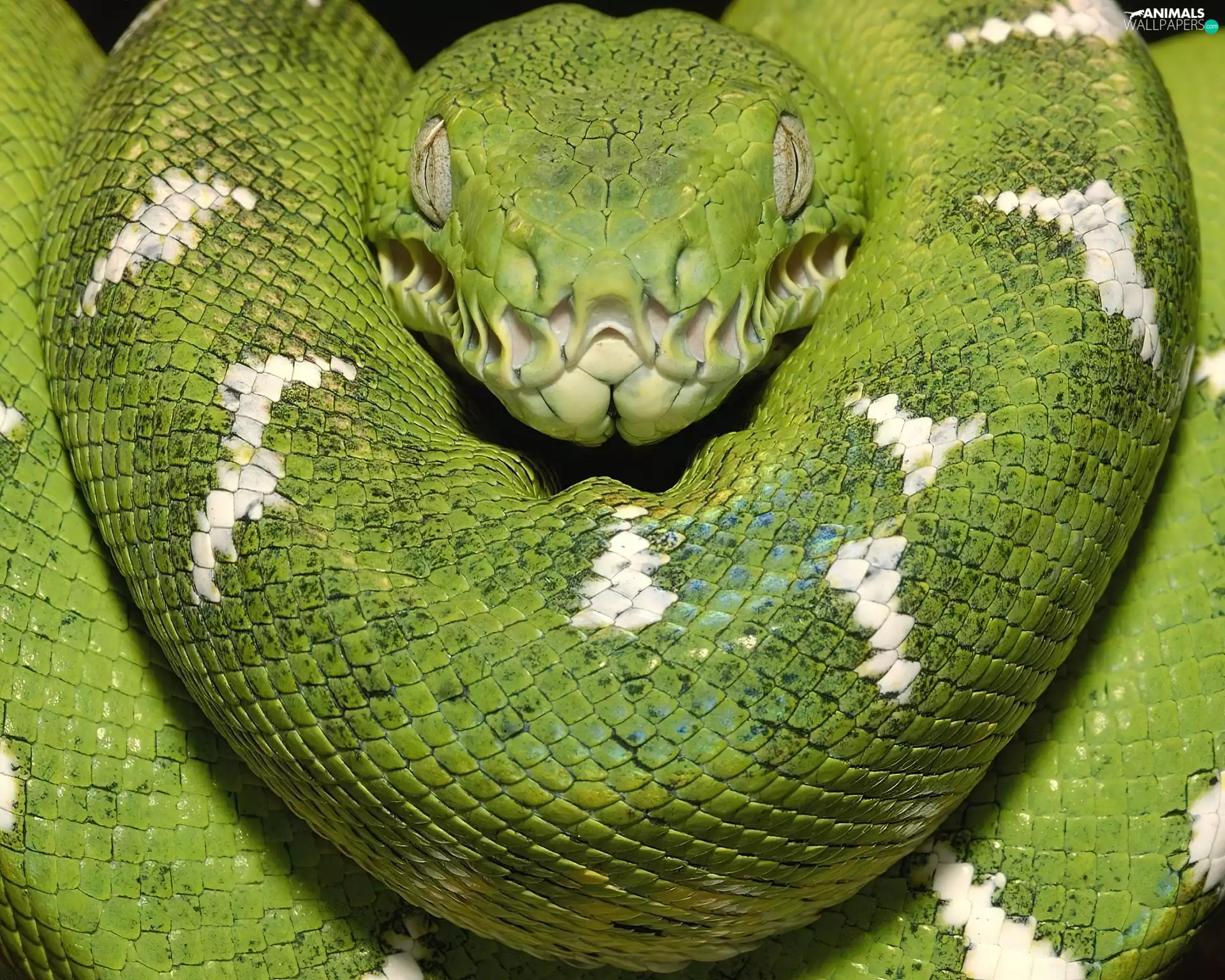 constrictor, python, Green