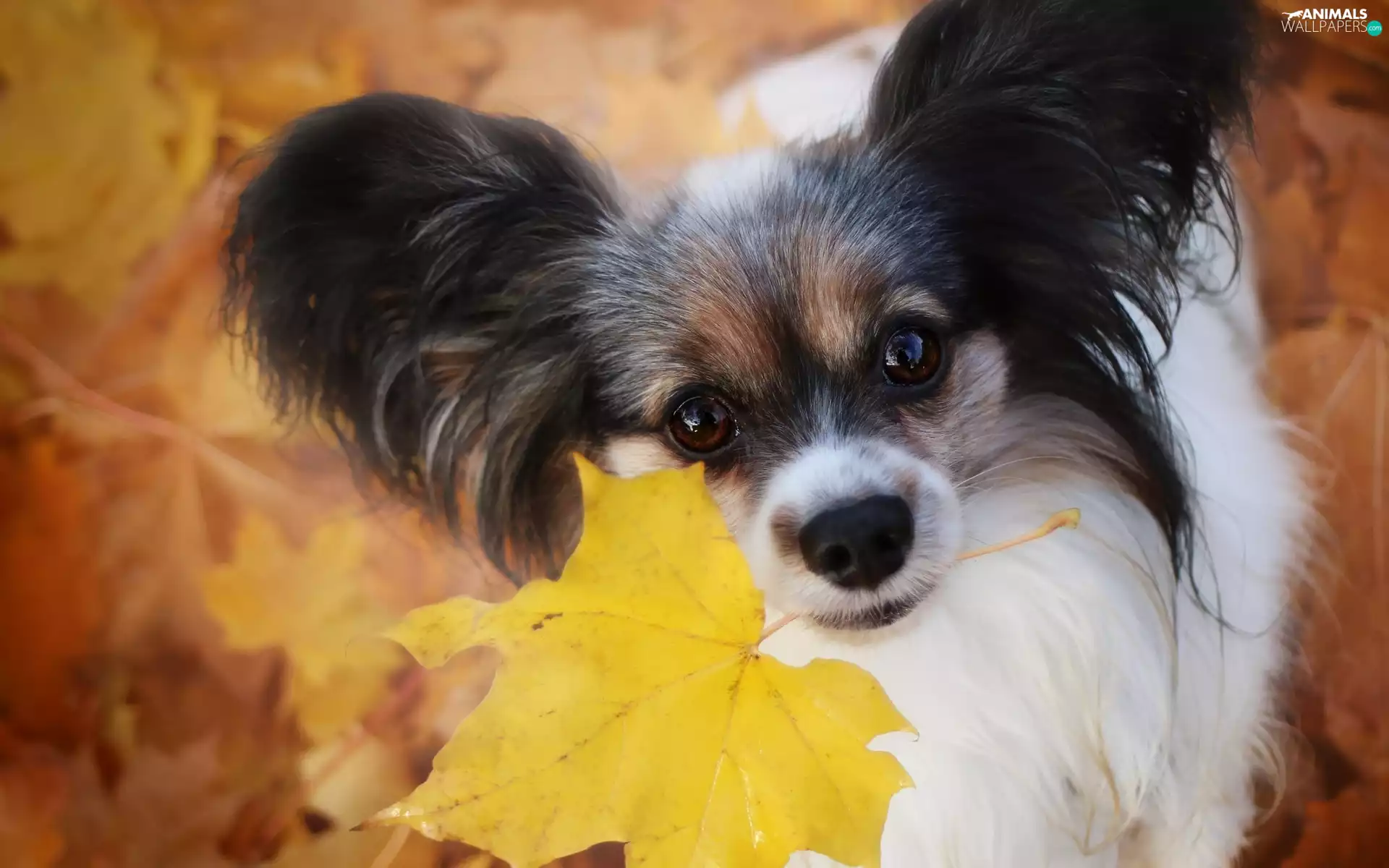 leaf, dog, Miniature Continental Toy Spaniel Papillon