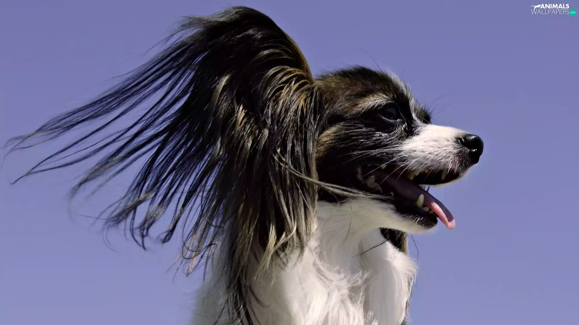doggy, Miniature, Papillon, Continental Toy Spaniel