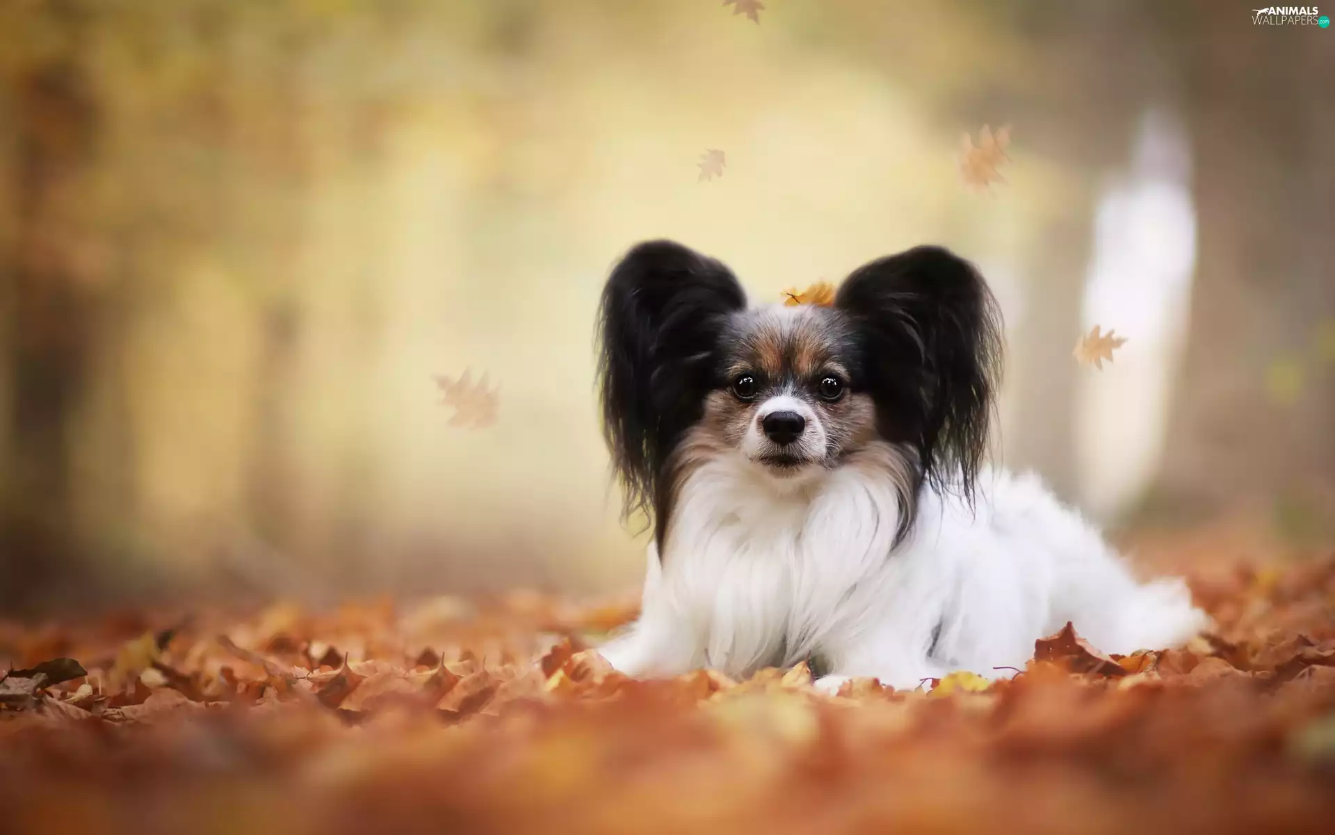 Leaf, Continental Toy Spaniel, Papillon