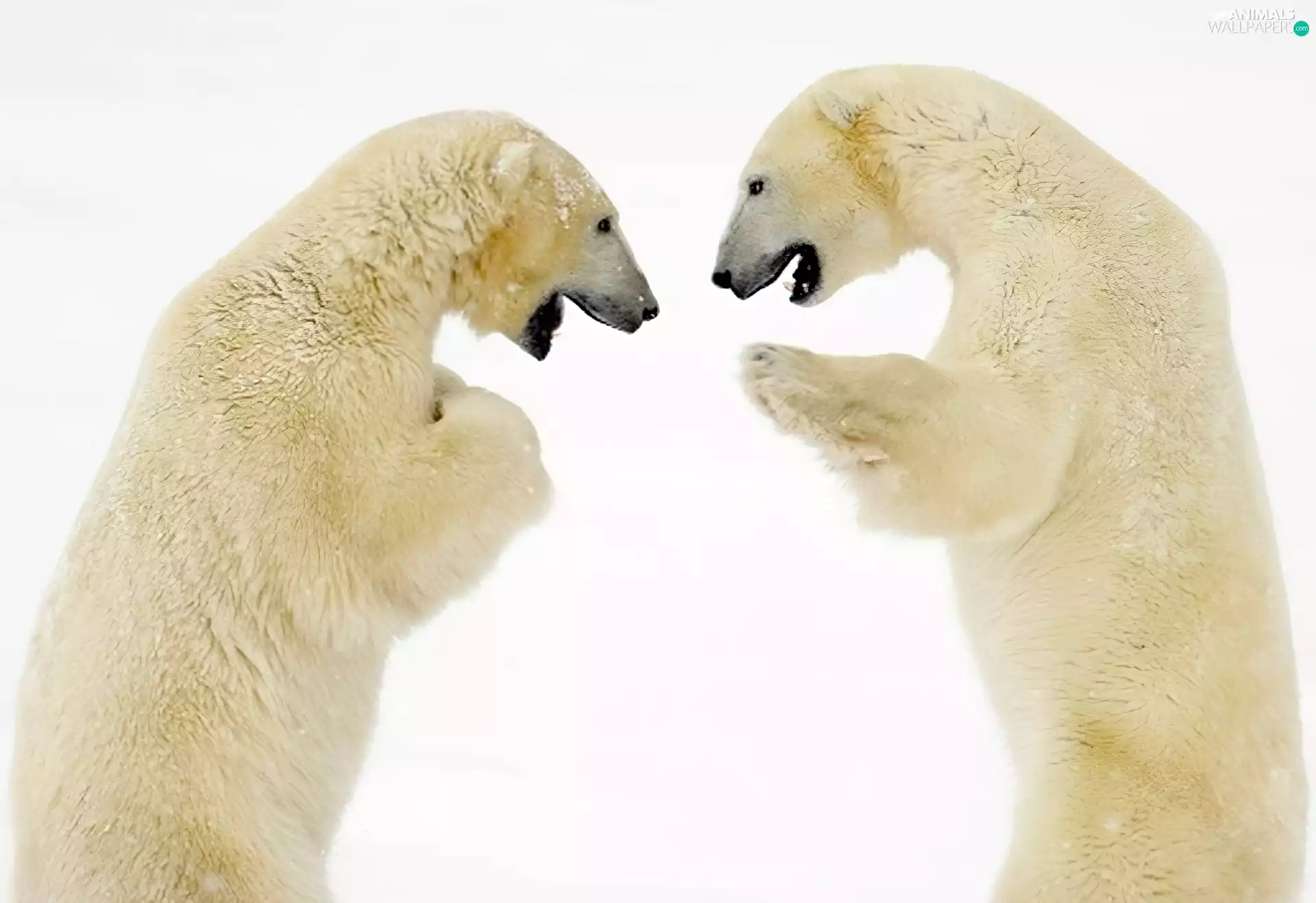 conversation, bears, polar