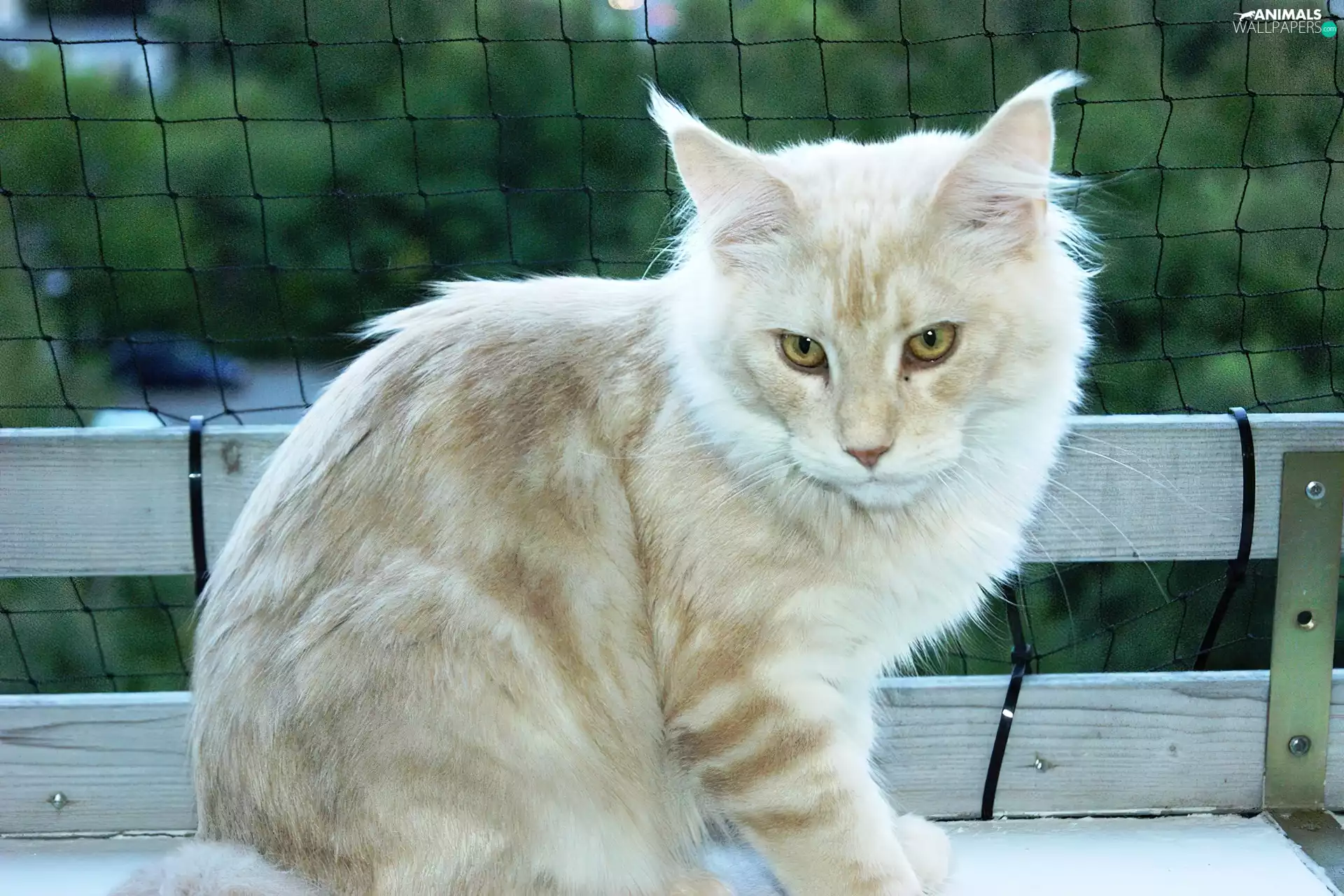 Bench, kitten, Maine Coon