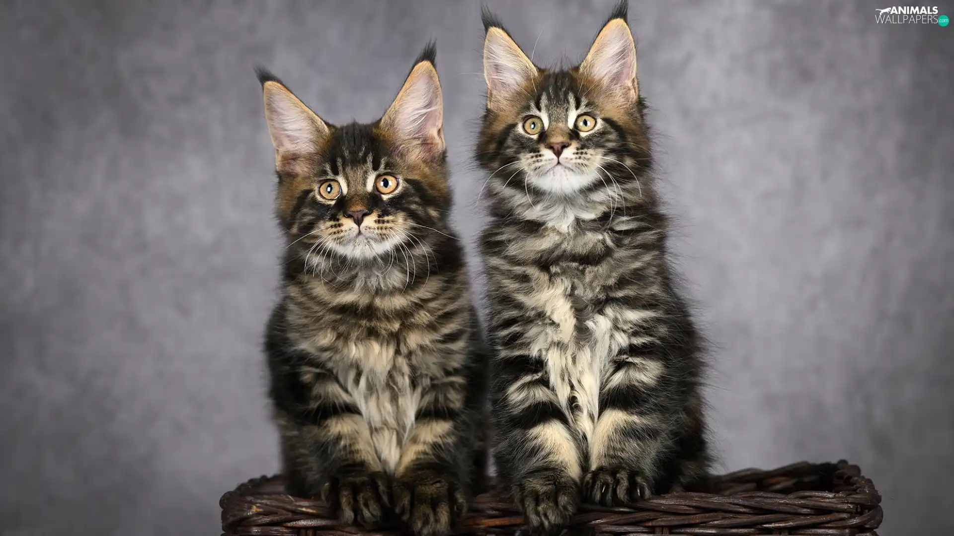 Two cars, Maine Coon, basket, cats