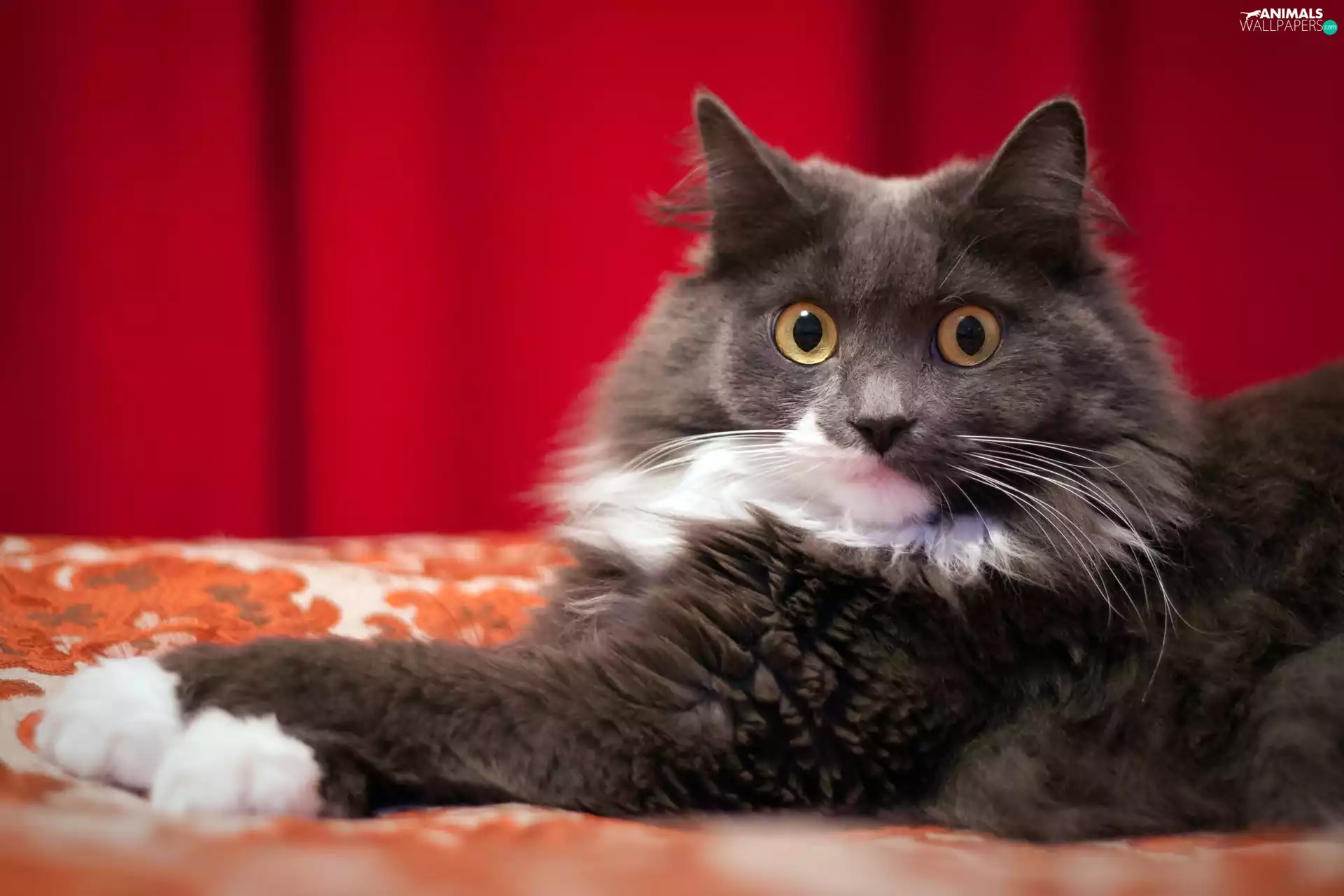 Eyes, cat, Maine Coon