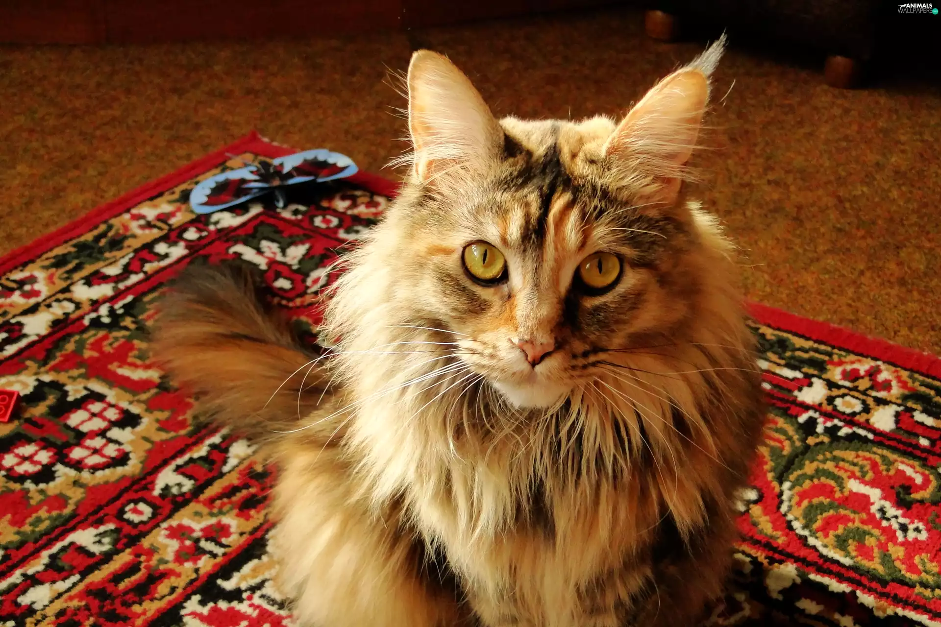 female, cat, Maine Coon