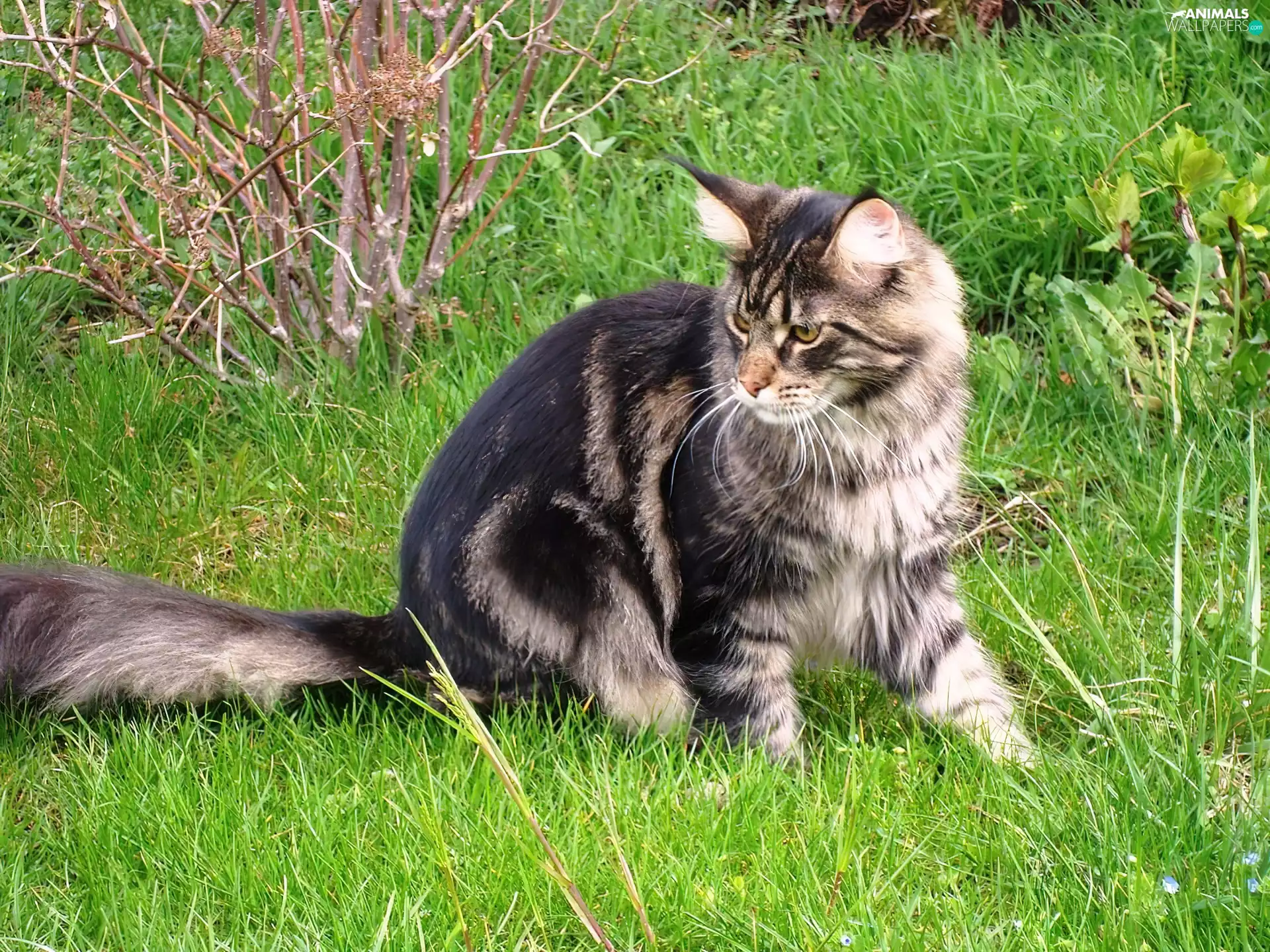 grass, kitten, Maine Coon