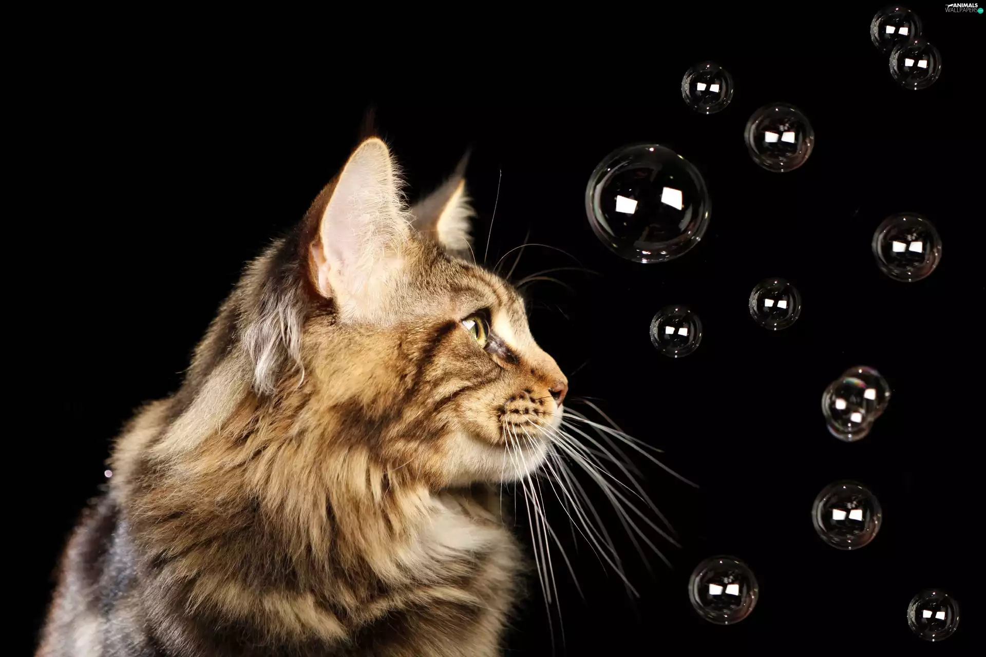 cat, Coon, interesting eyes, Maine