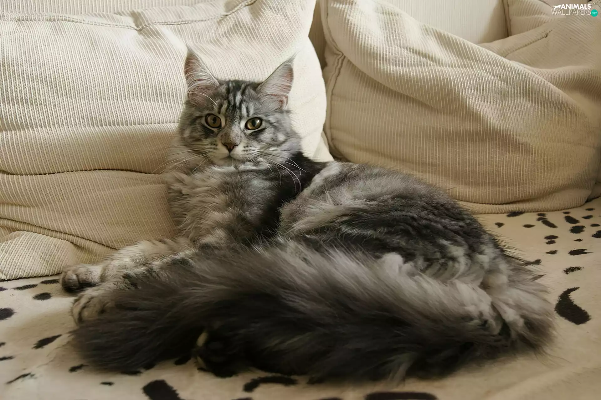 pillows, kitten, Maine Coon