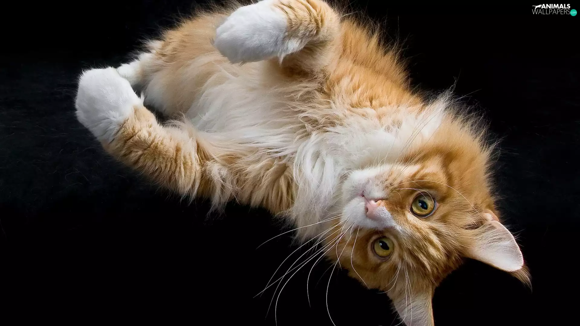 Maine Coon, Red-white, cat