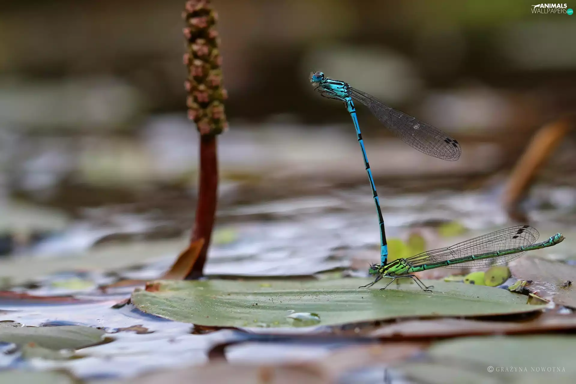 dragon-fly, Two, Copulating