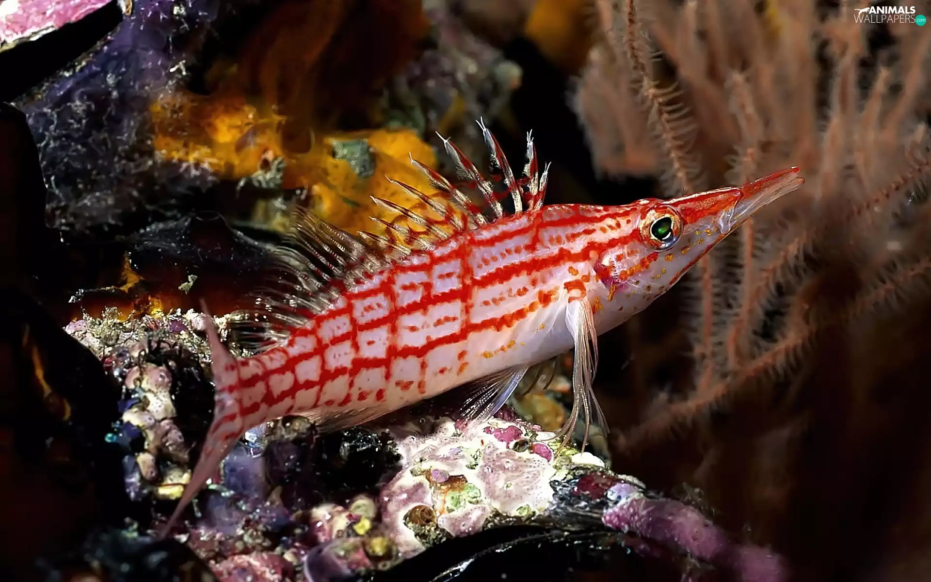 reef, Exotic, fish, coral