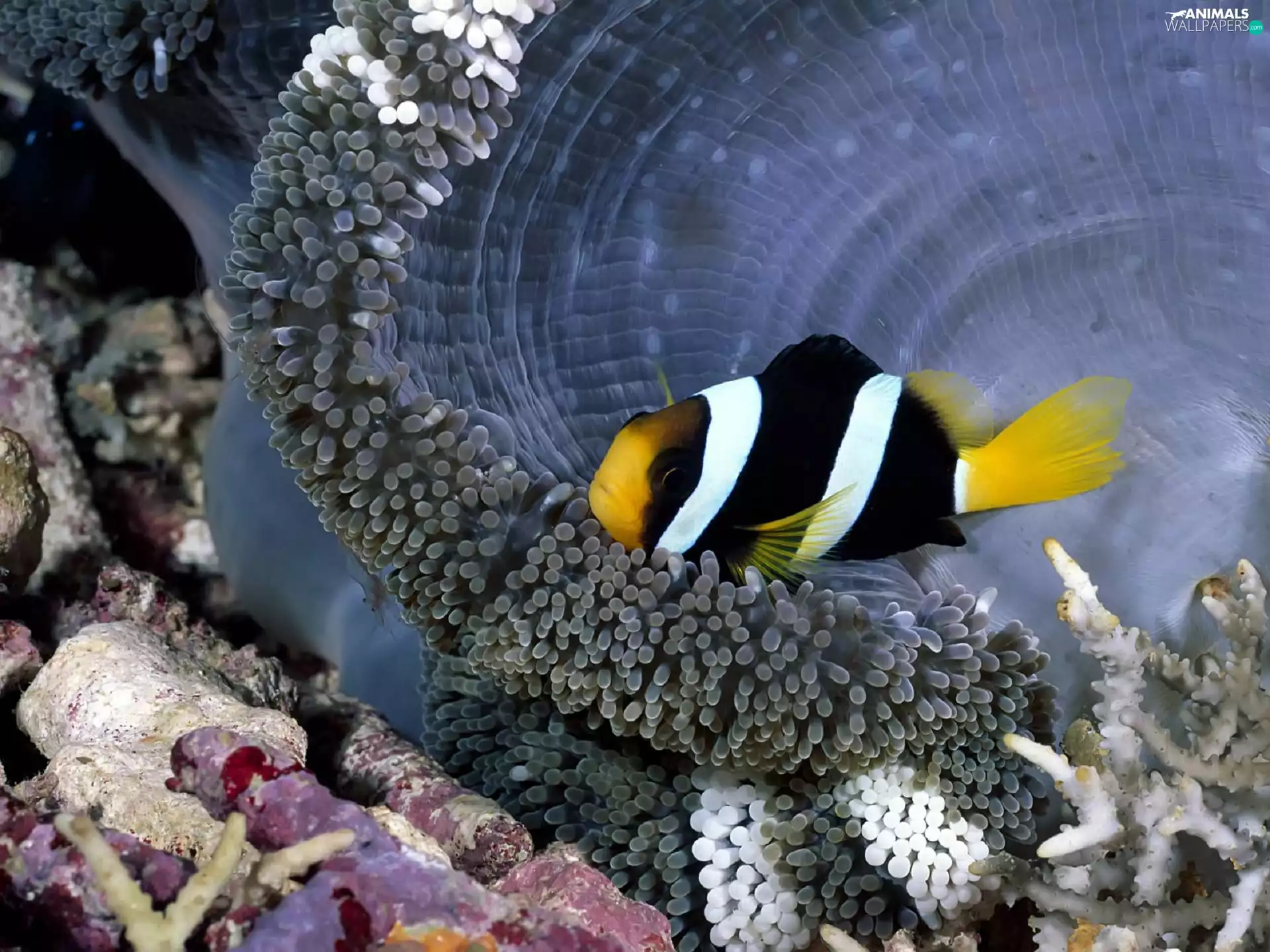 black, white, reef, coral, Fish, yellow