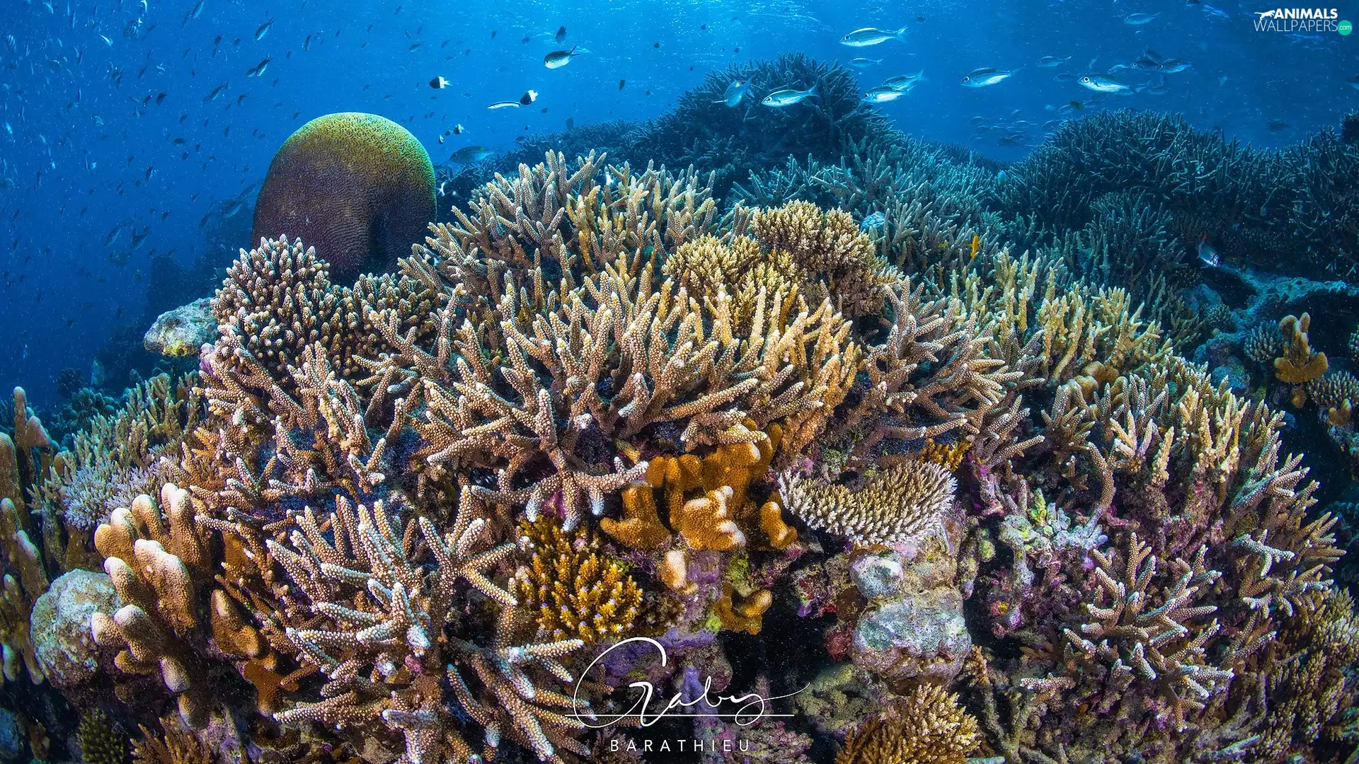 sea, fish, cay, Corals
