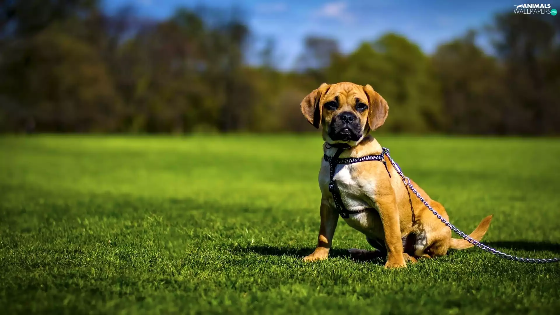 dog, Meadow, grass, cord