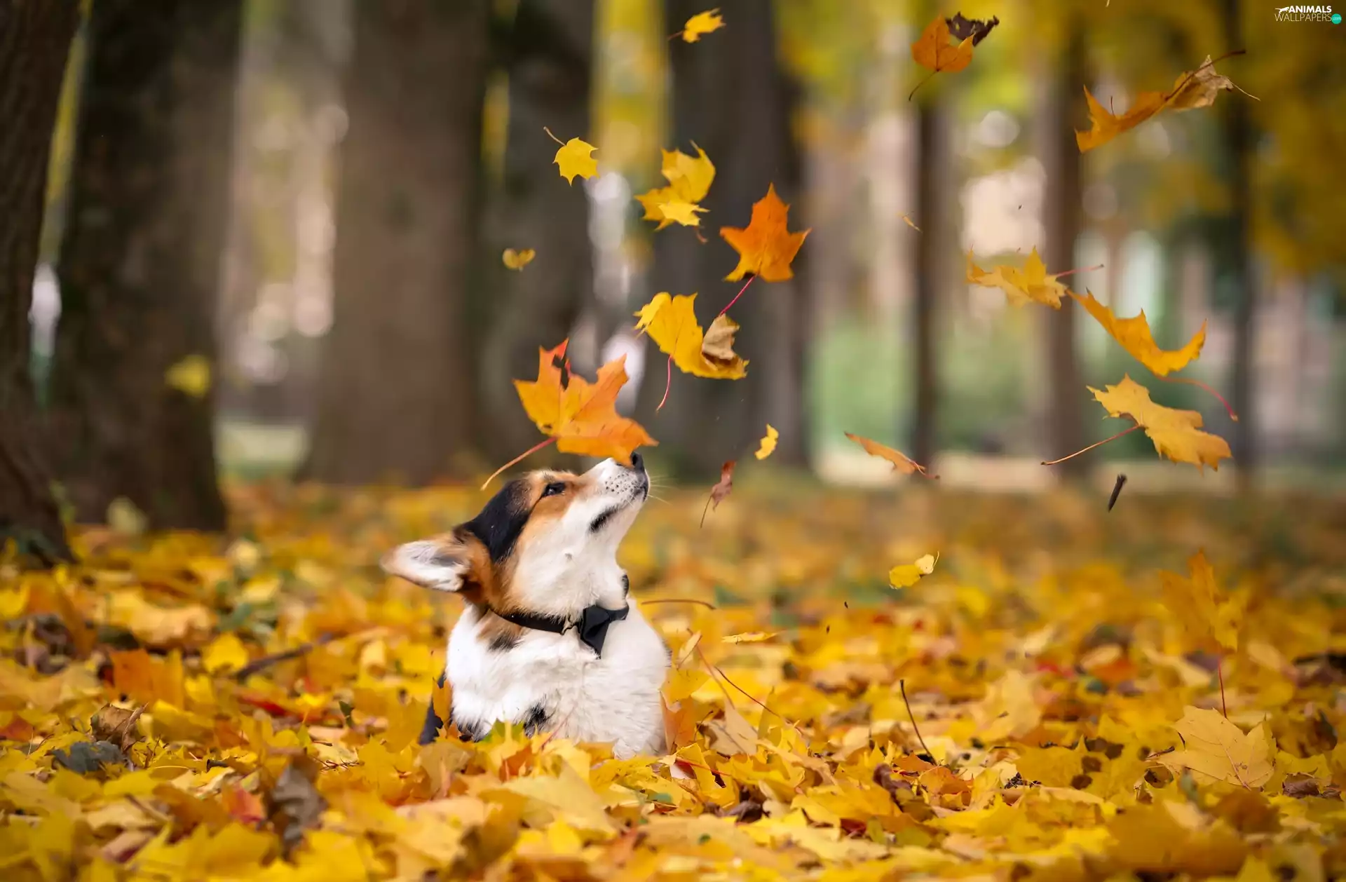 Leaf, autumn, Welsh Corgi, forest, dog