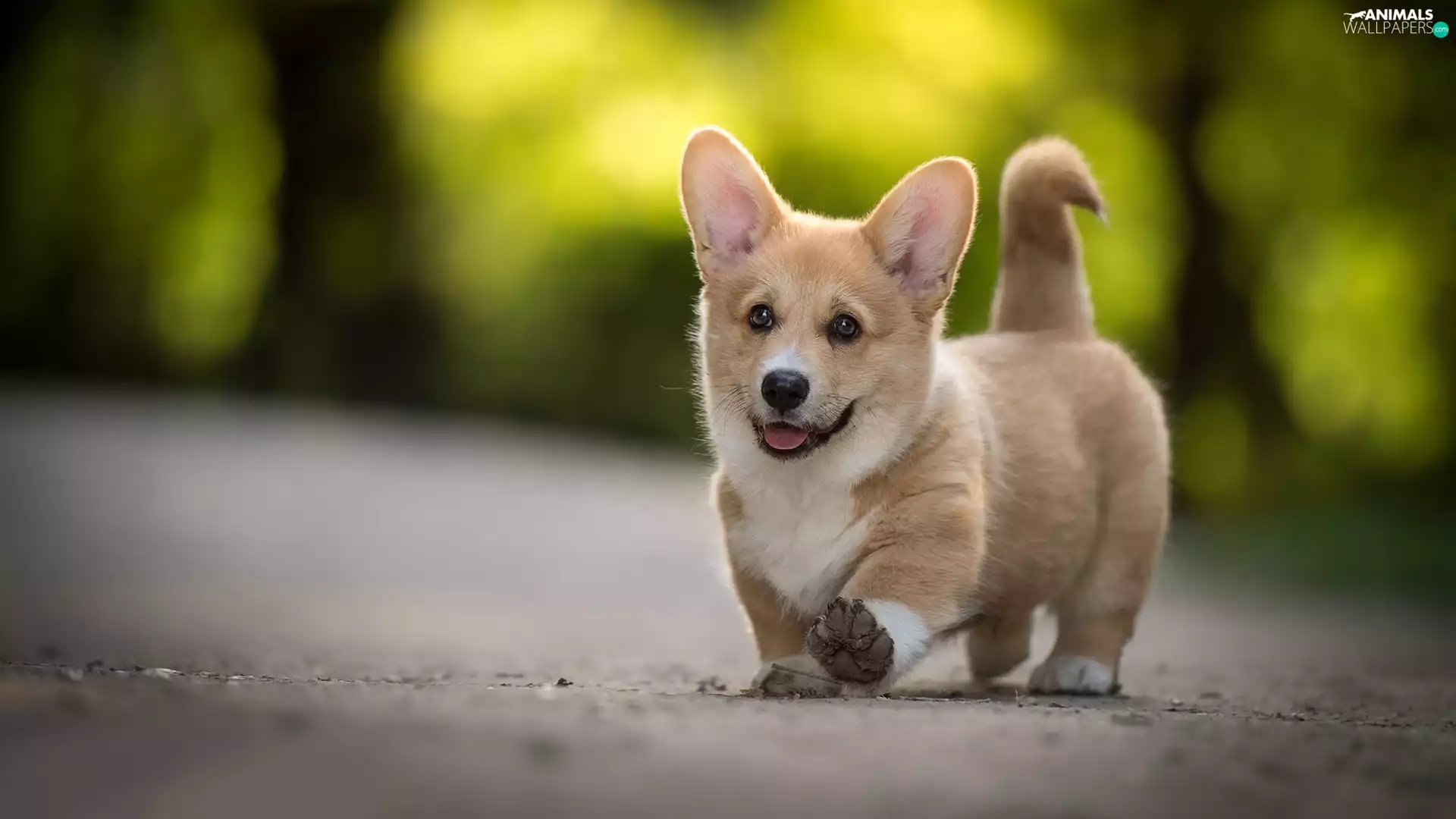 Welsh corgi pembroke, dog, Puppy