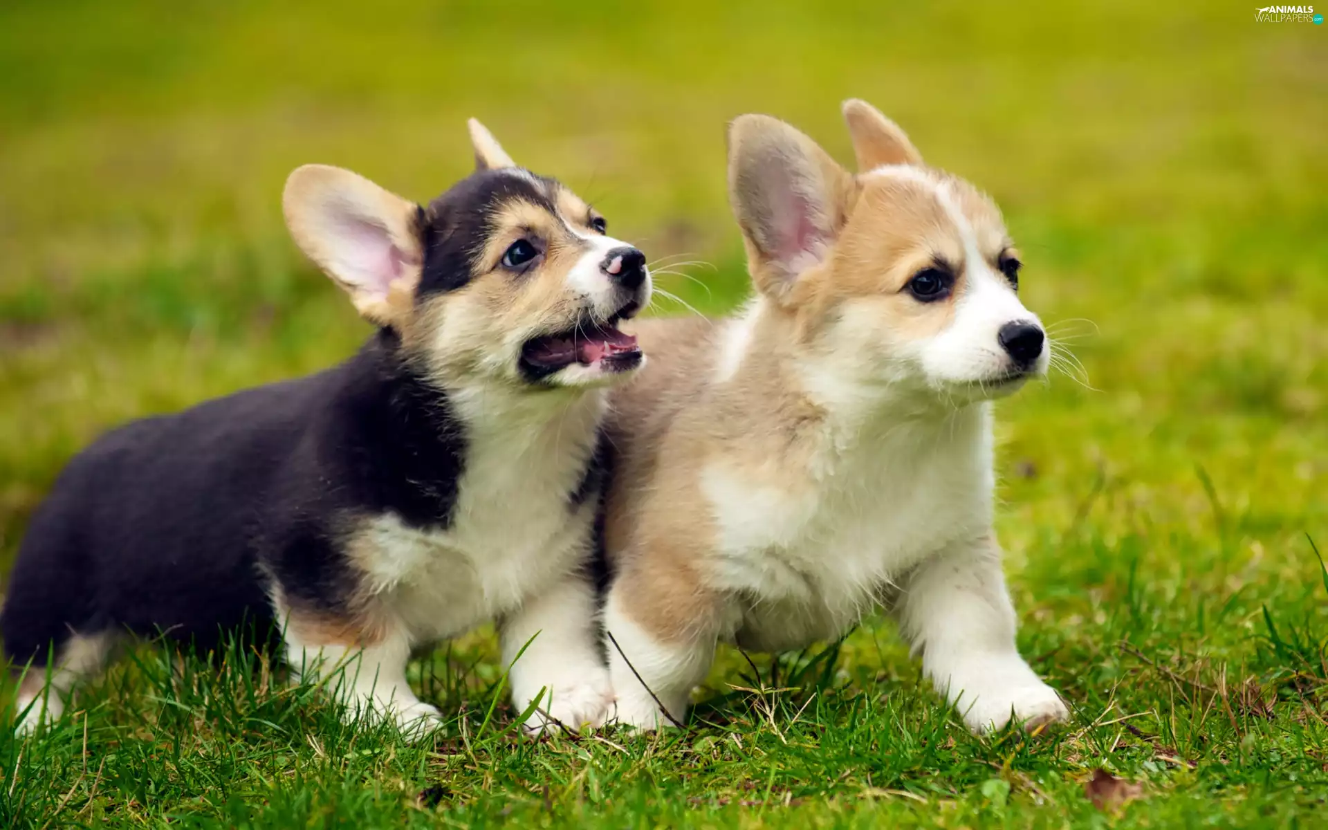 play, puppies, Welsh Corgi