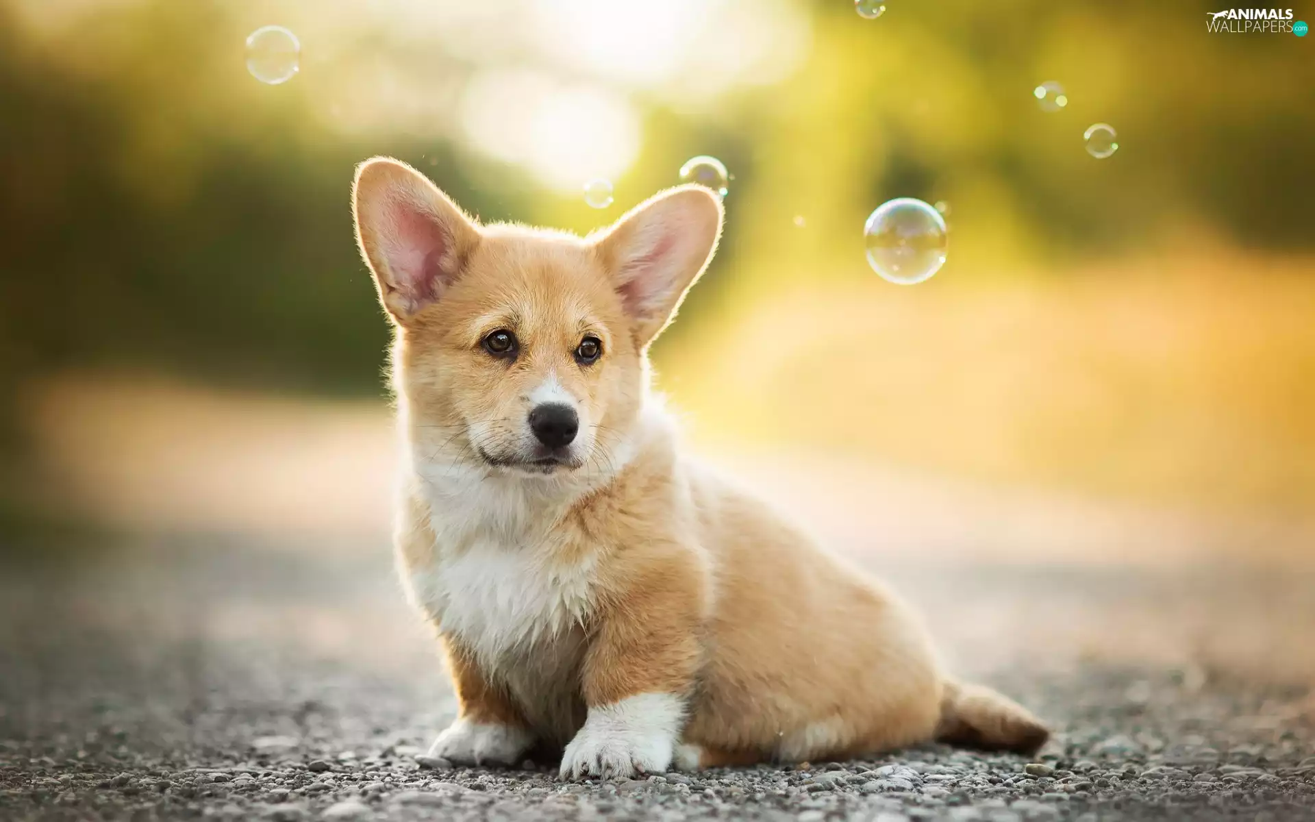 interesting eyes, Welsh corgi pembroke, Puppy