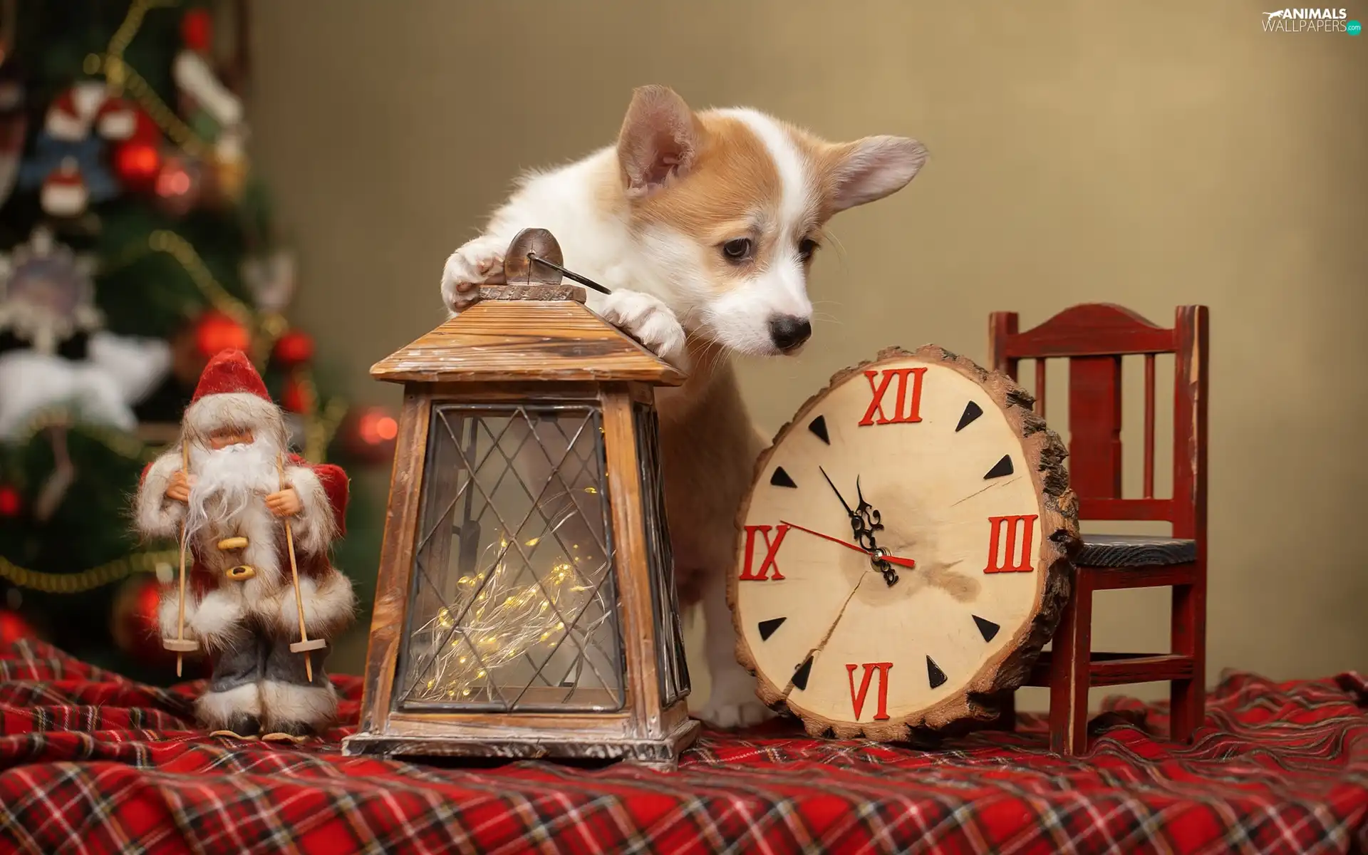 lantern, Clock, Welsh corgi pembroke, Santa, dog